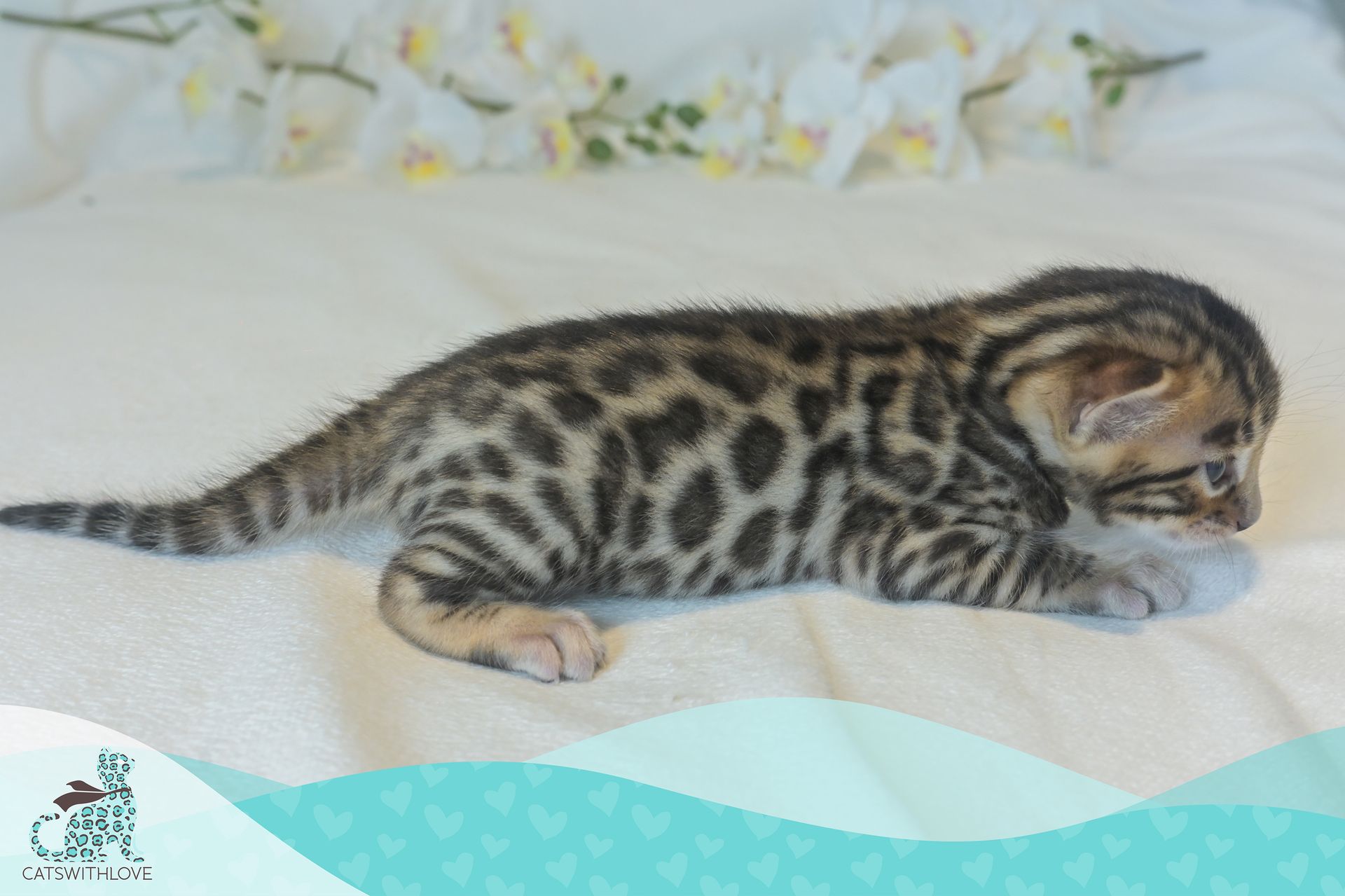 CatsWithLove-Danika_s-Babies-Blaze