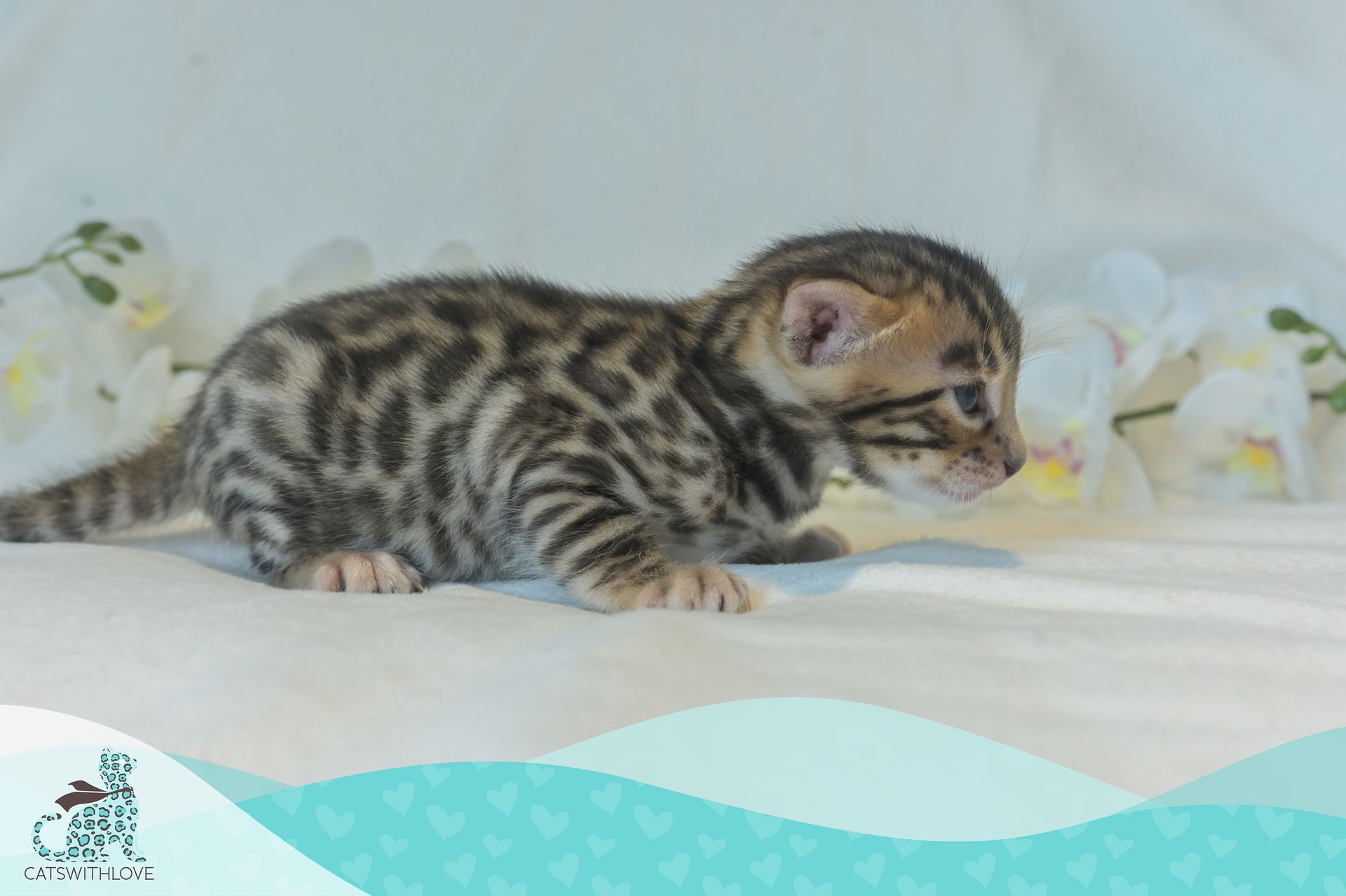 CatsWithLove-Danika_s-Babies-Blaze