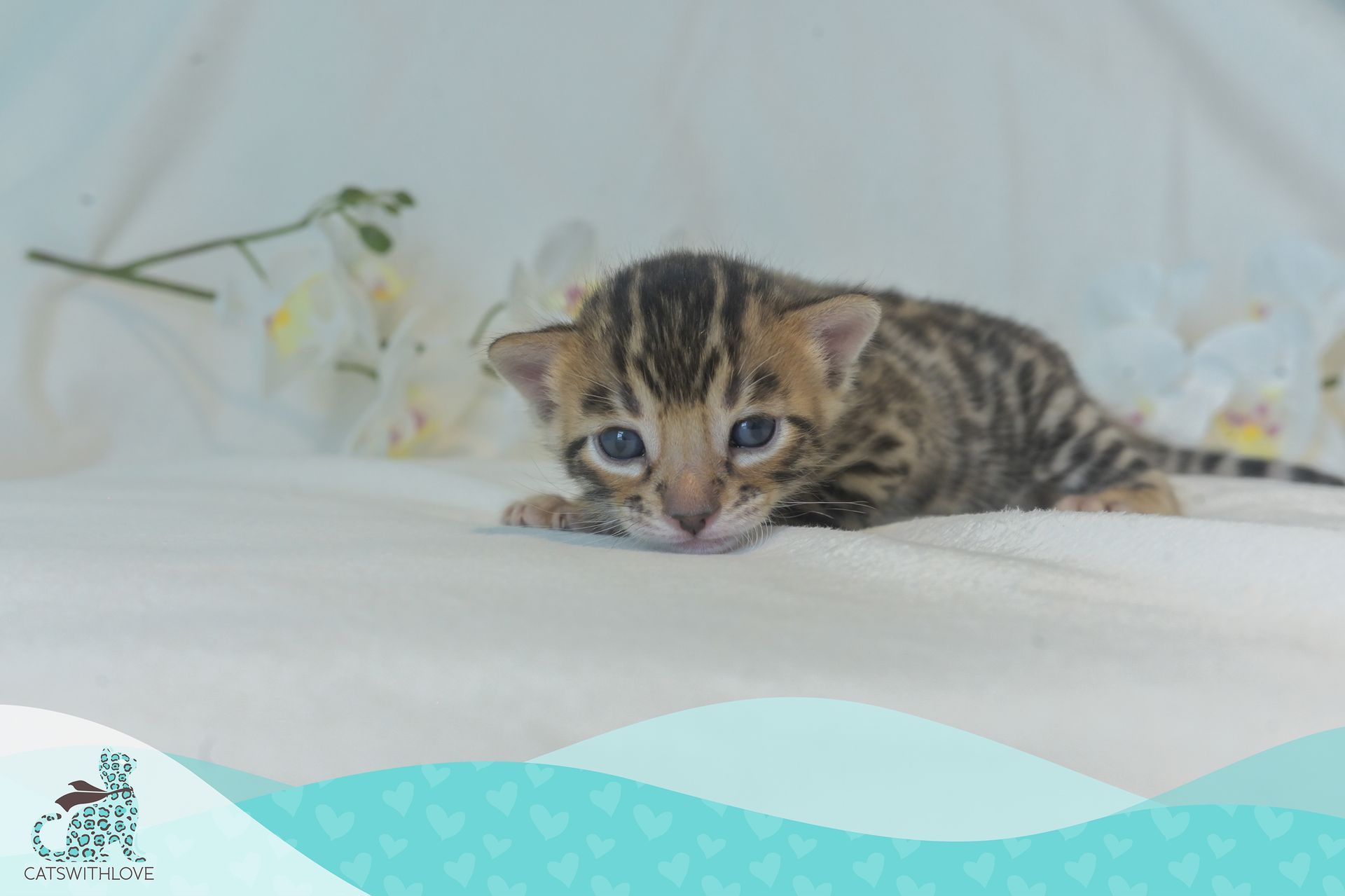 CatsWithLove-Danika_s-Babies-Blaze