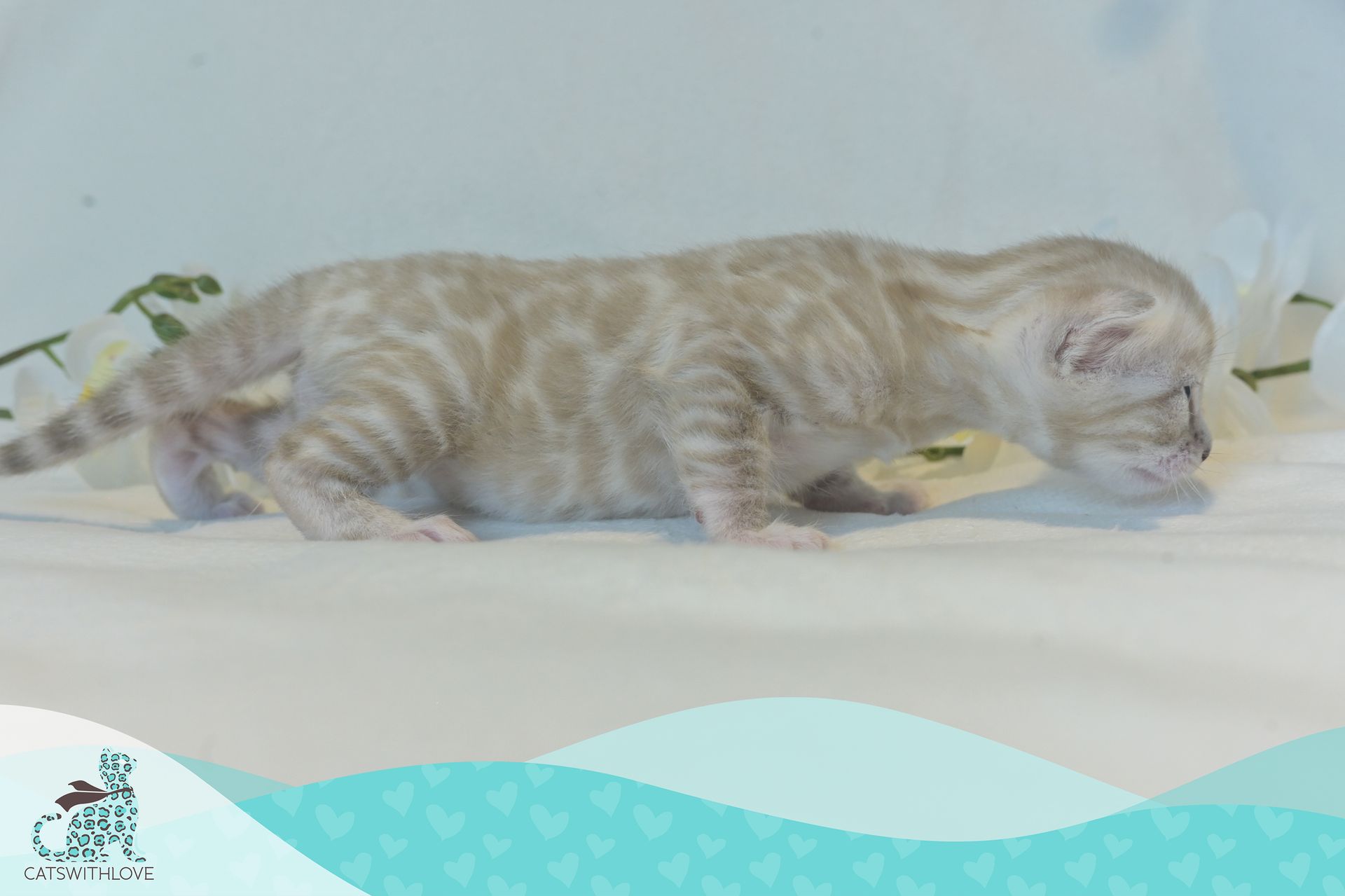 CatsWithLove-Danika_s-Babies-Blizzard