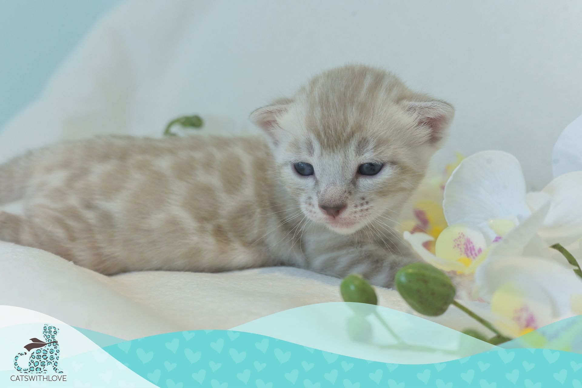 CatsWithLove-Danika_s-Babies-Blizzard
