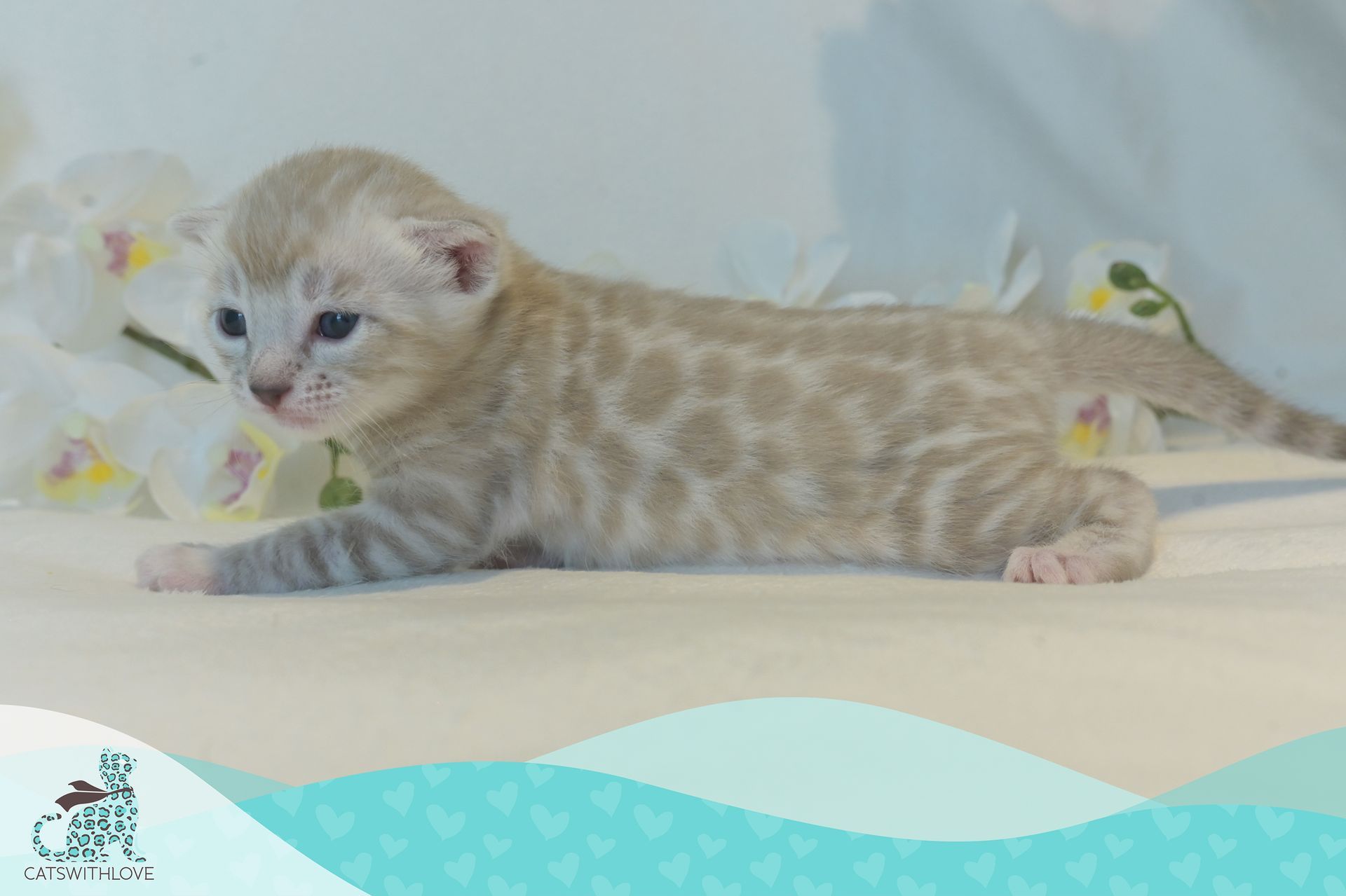 CatsWithLove-Danika_s-Babies-Blizzard