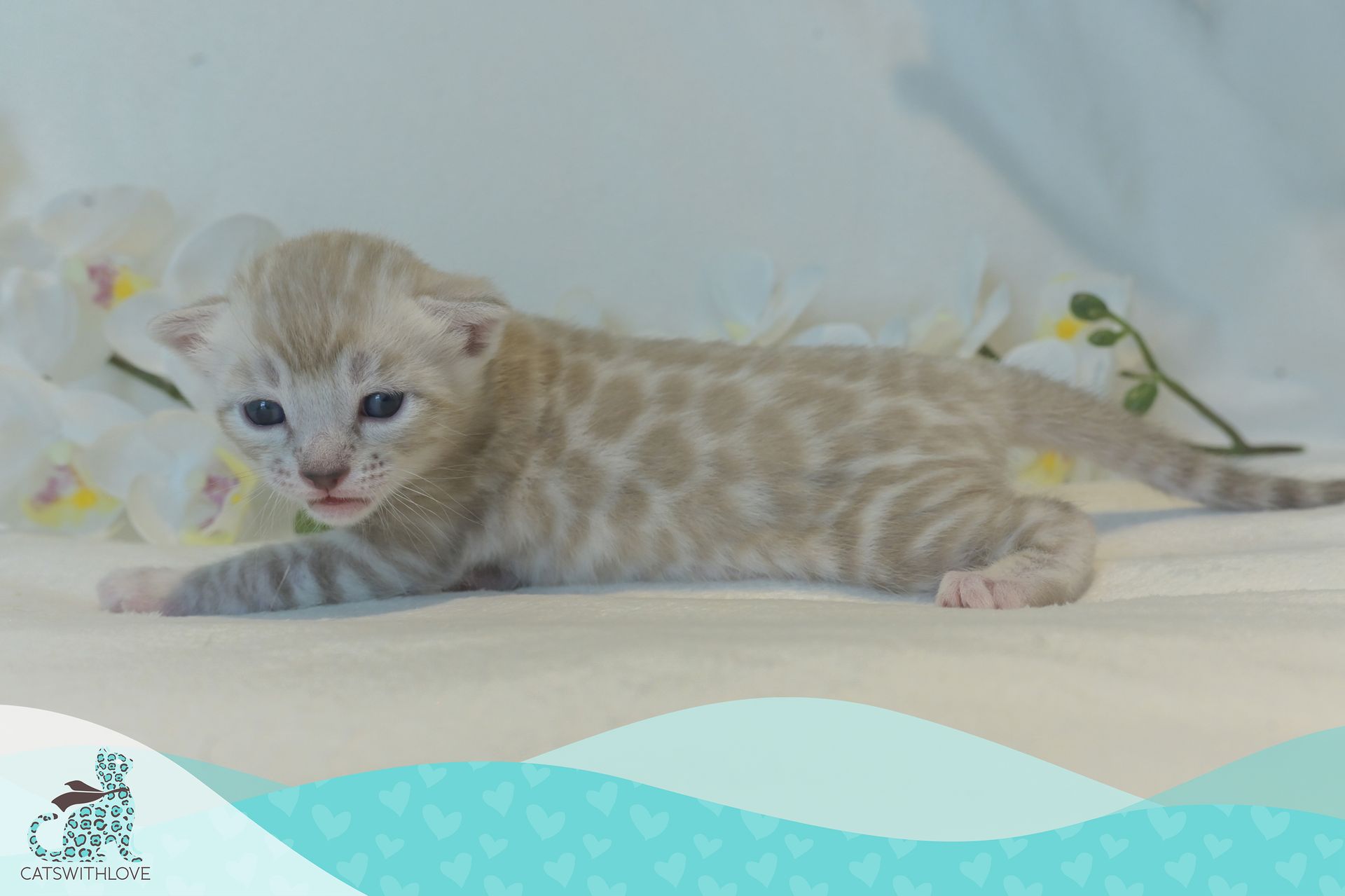 CatsWithLove-Danika_s-Babies-Blizzard