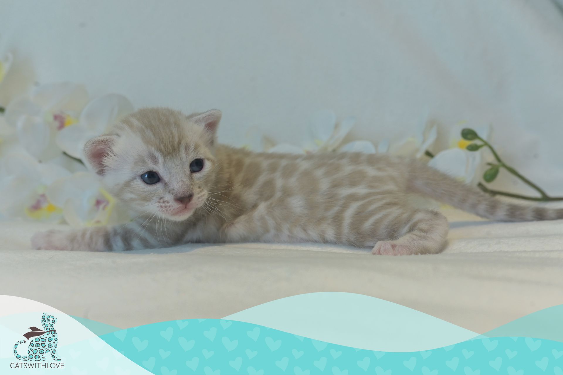 CatsWithLove-Danika_s-Babies-Blizzard