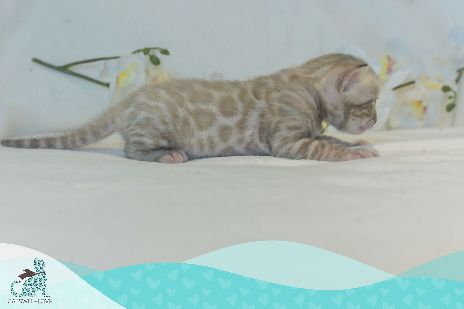 CatsWithLove-Danika_s-Babies-Mirage