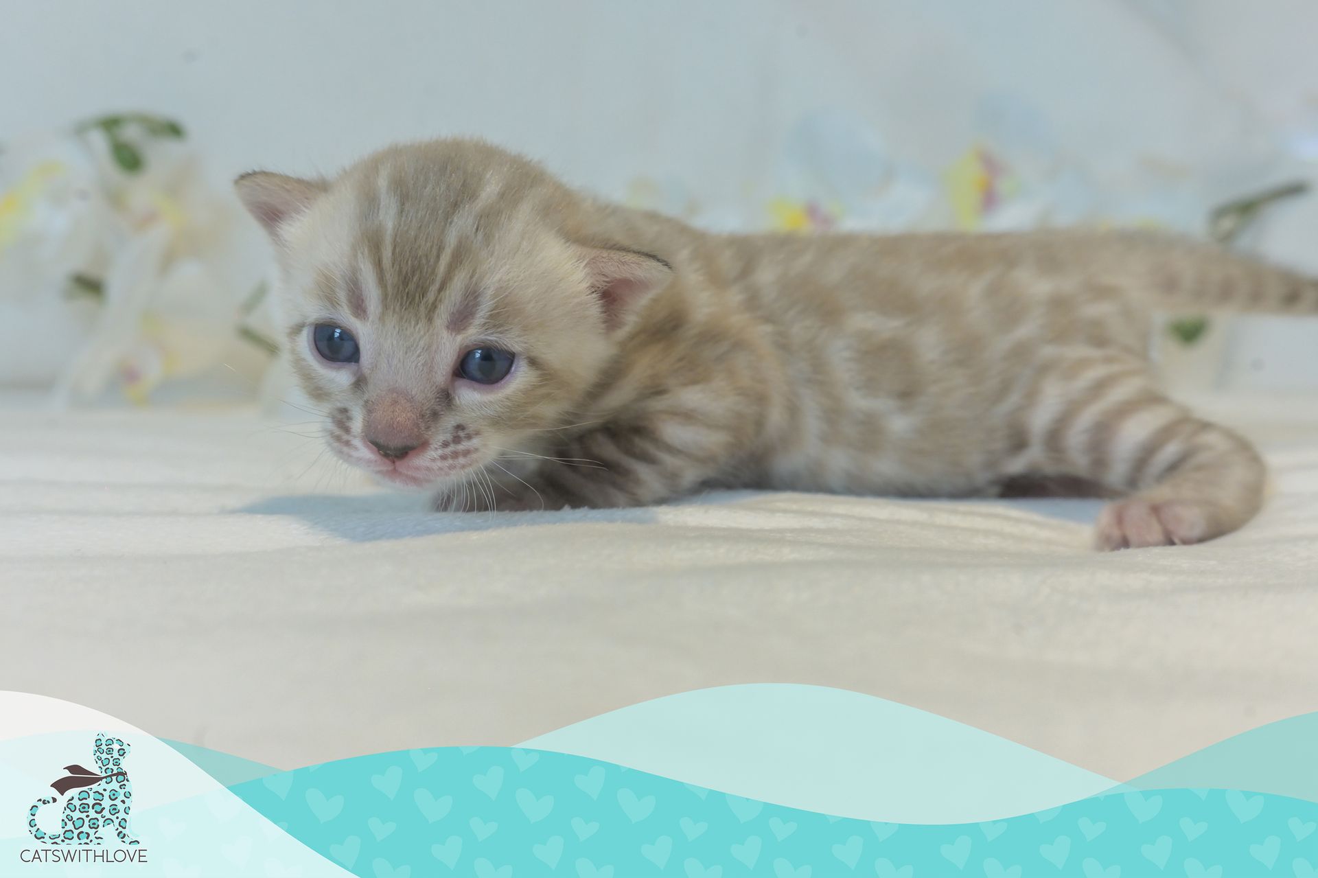 CatsWithLove-Danika_s-Babies-Mirage