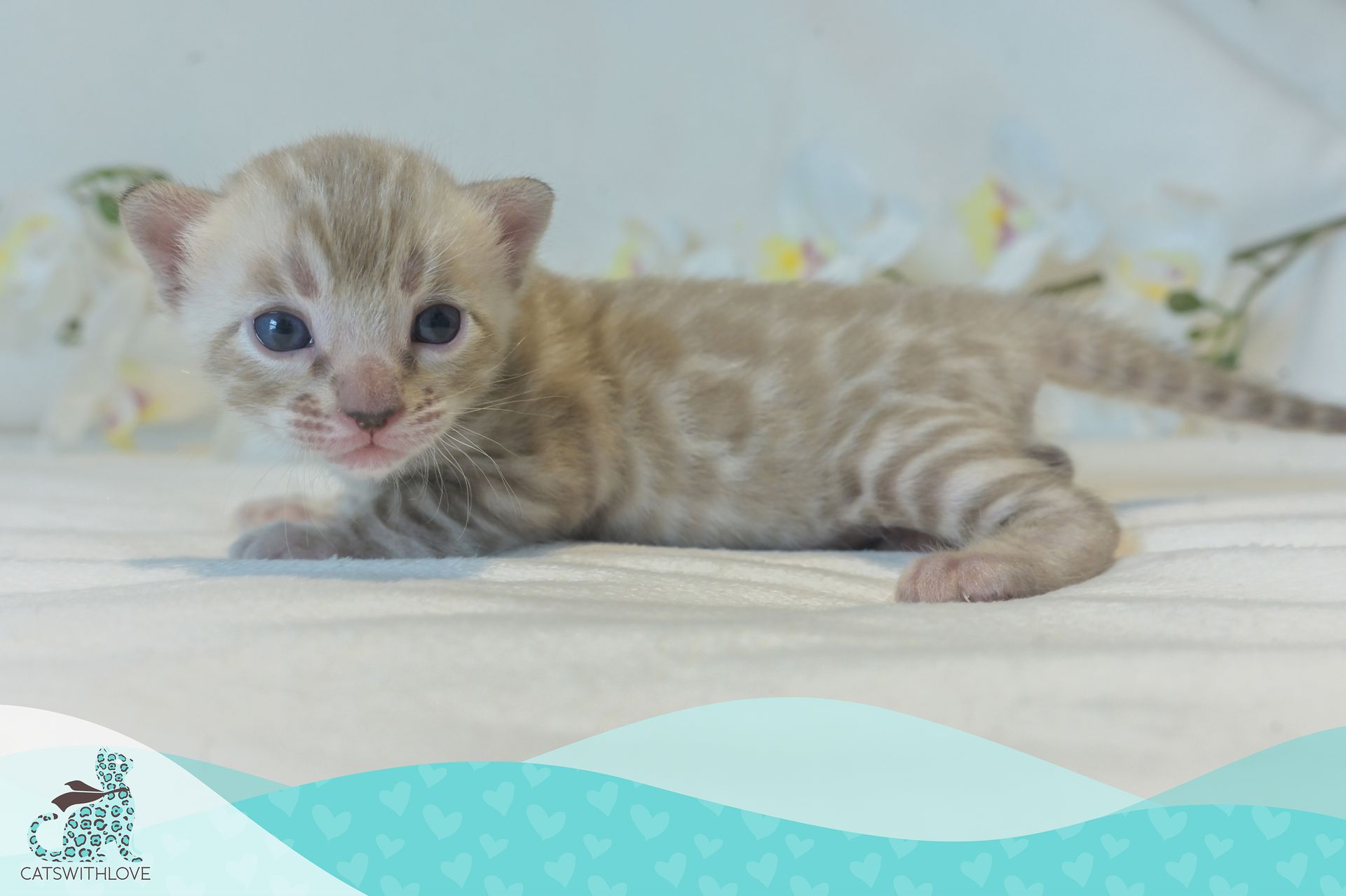 CatsWithLove-Danika_s-Babies-Mirage