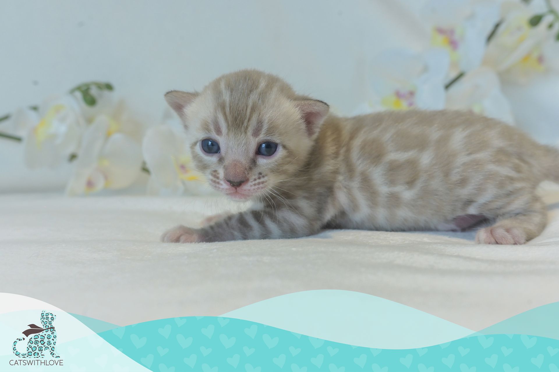 CatsWithLove-Danika_s-Babies-Mirage