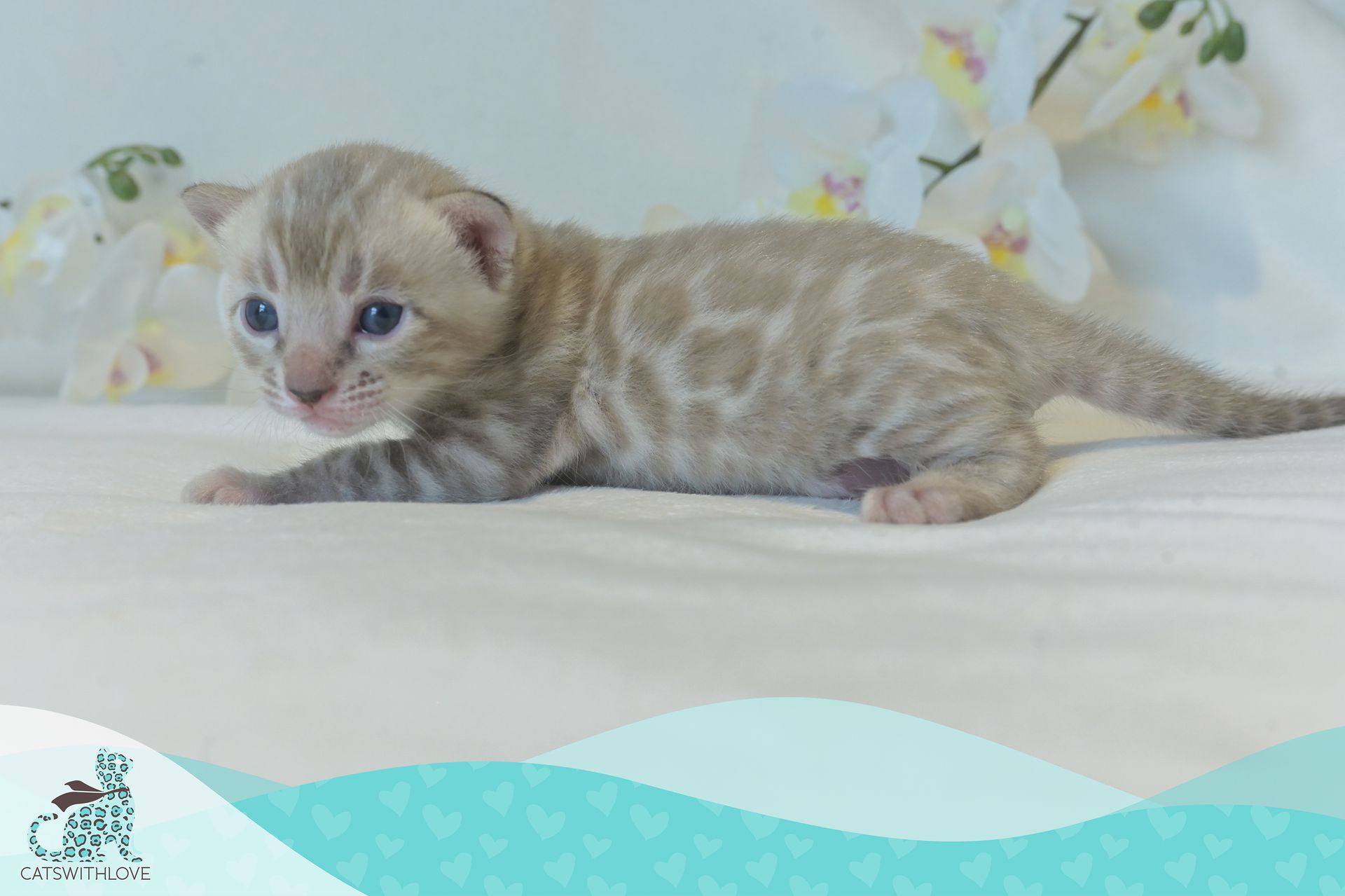 CatsWithLove-Danika_s-Babies-Mirage