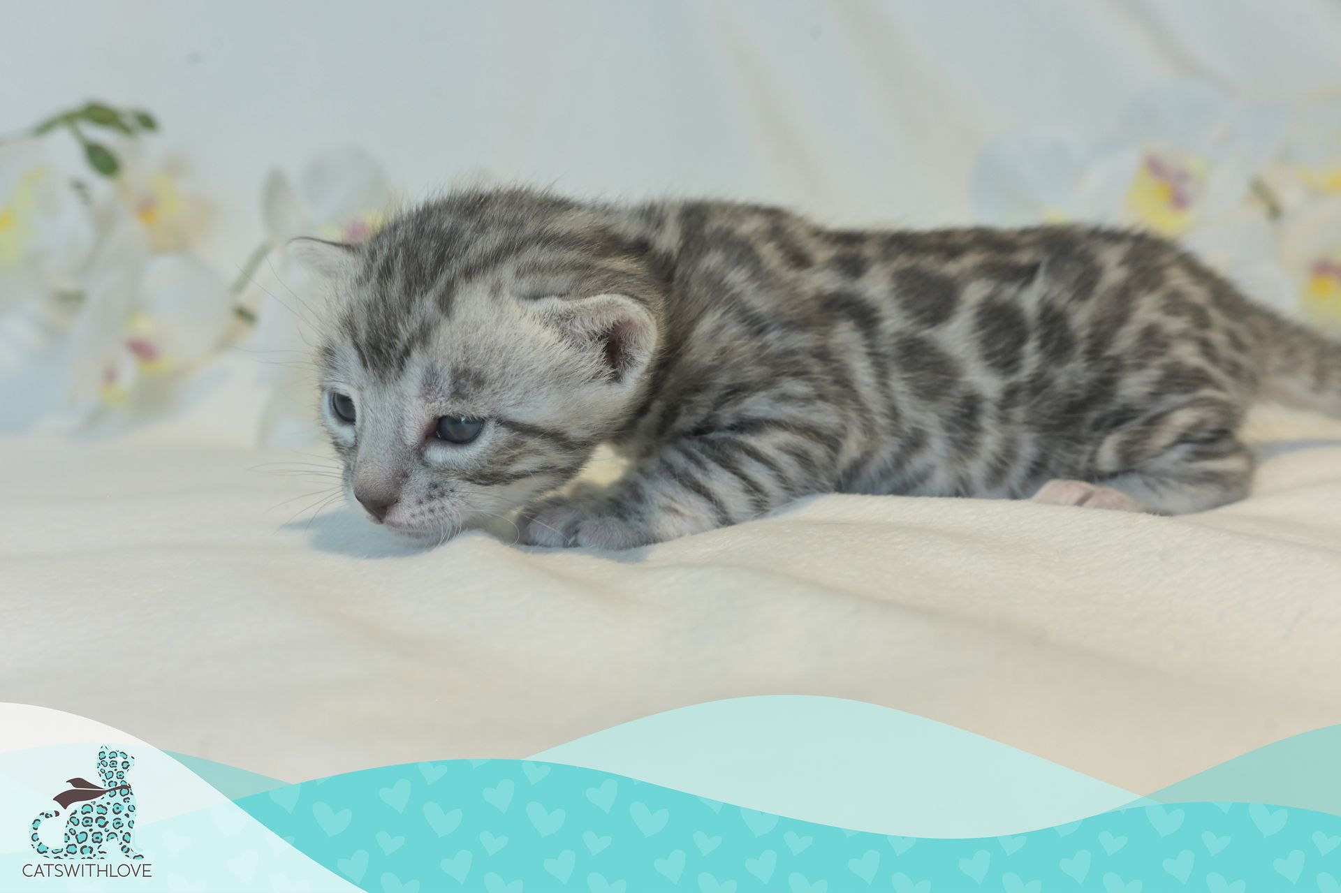 CatsWithLove-Danika_s-Babies-Misty