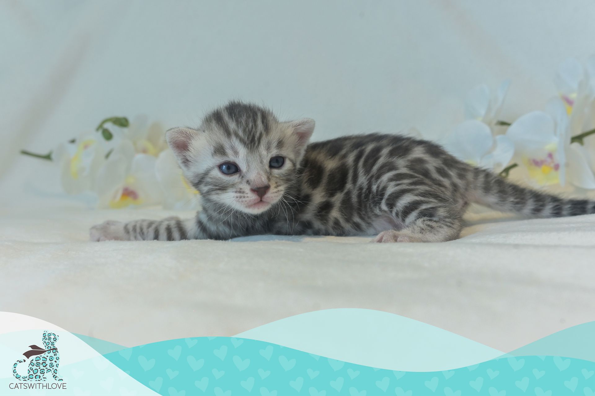 CatsWithLove-Danika_s-Babies-Misty