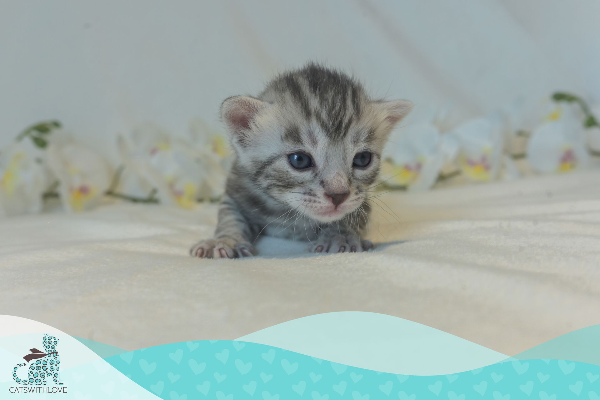 CatsWithLove-Danika_s-Babies-Misty