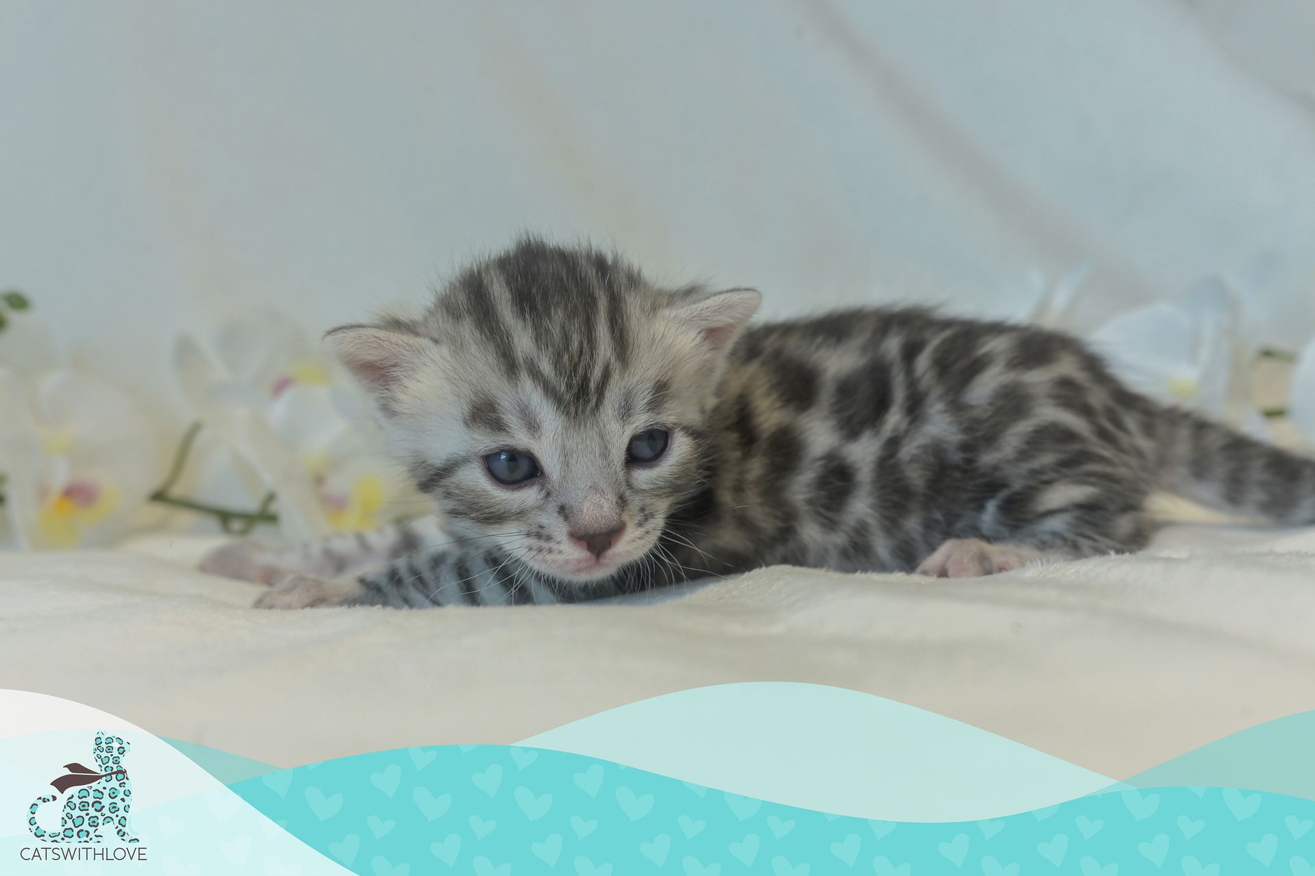 CatsWithLove-Danika_s-Babies-Misty