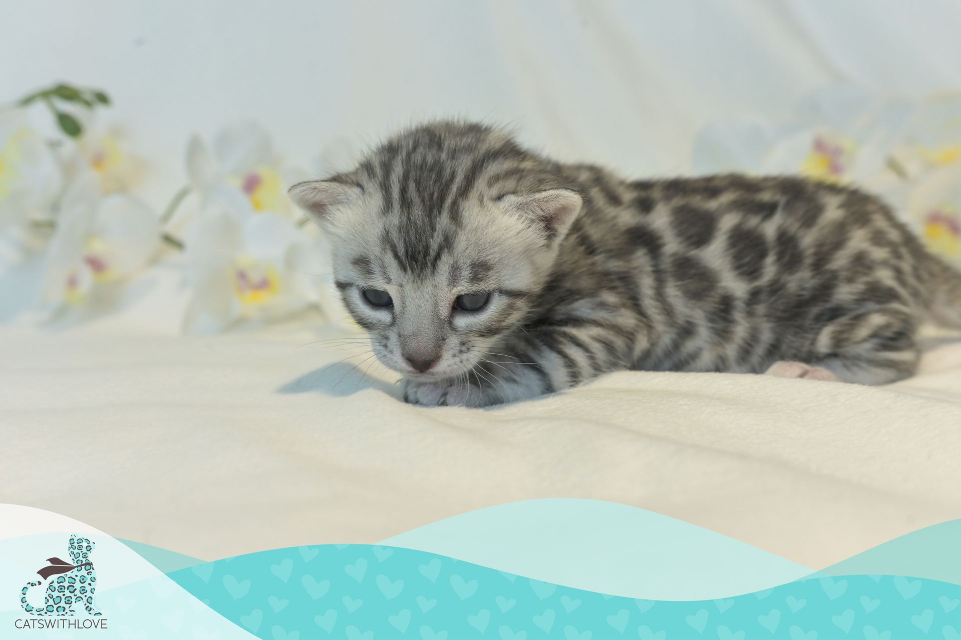 CatsWithLove-Danika_s-Babies-Tinsel