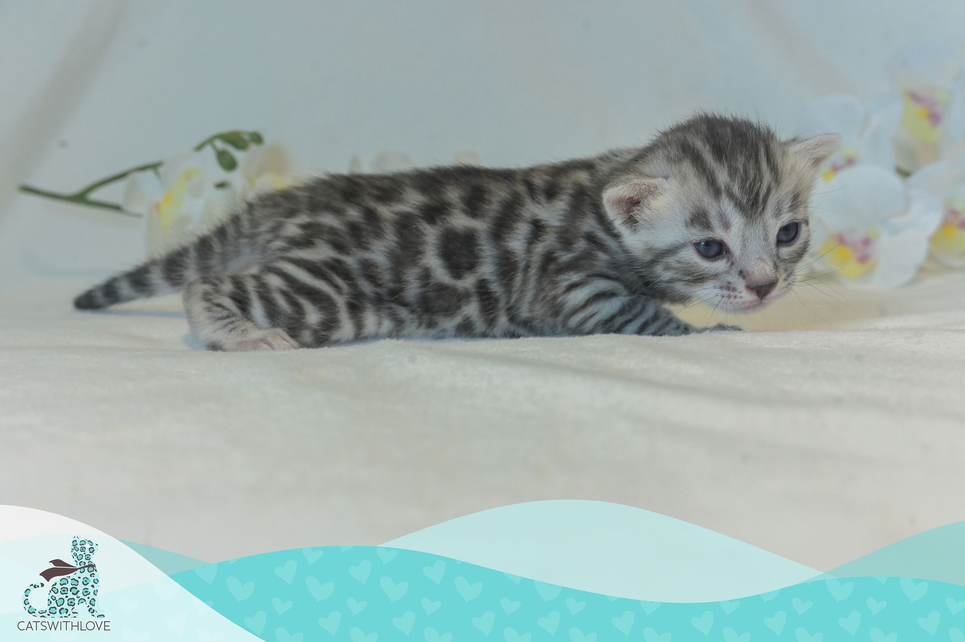 CatsWithLove-Danika_s-Babies-Tinsel