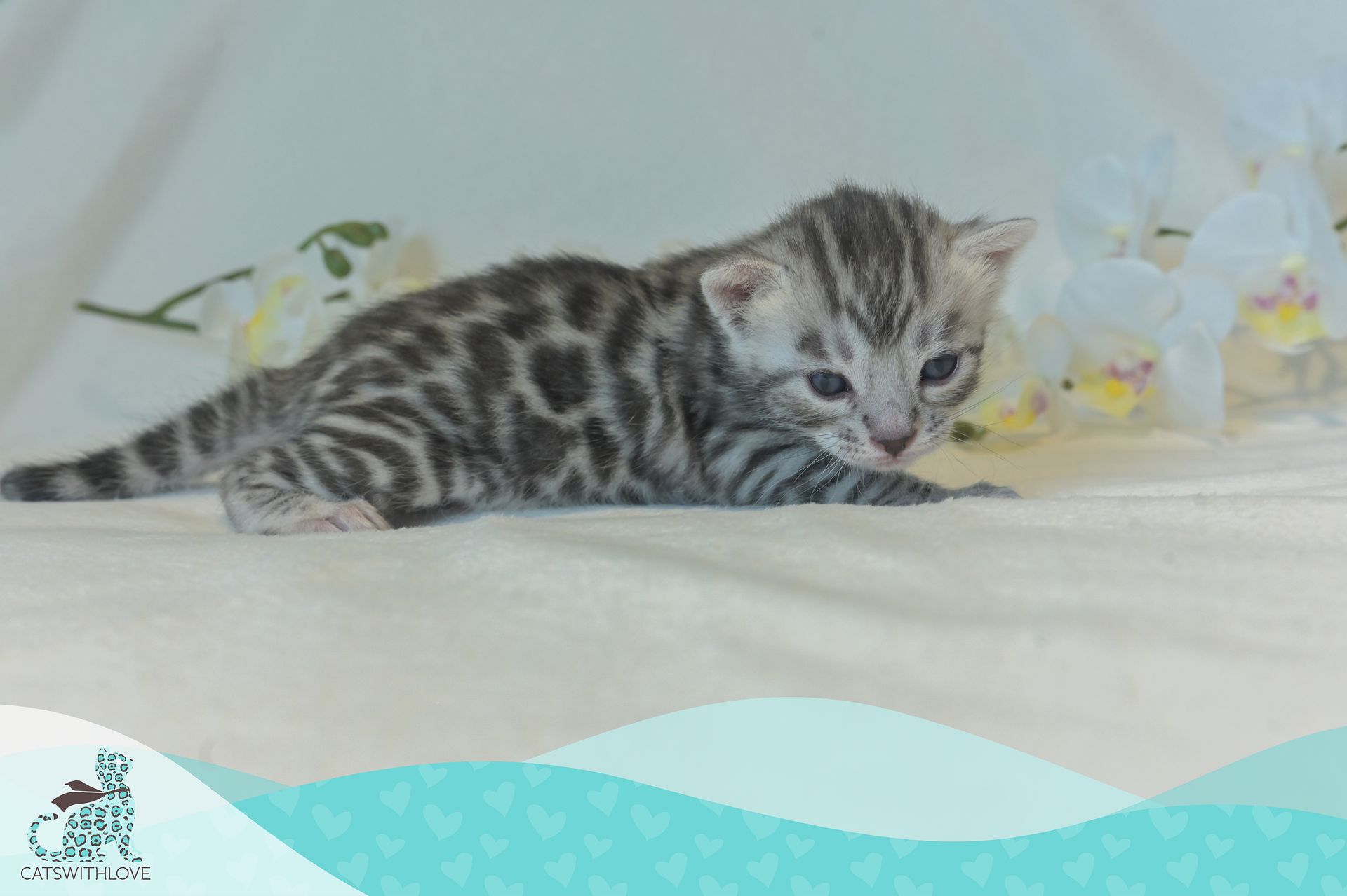 CatsWithLove-Danika_s-Babies-Tinsel