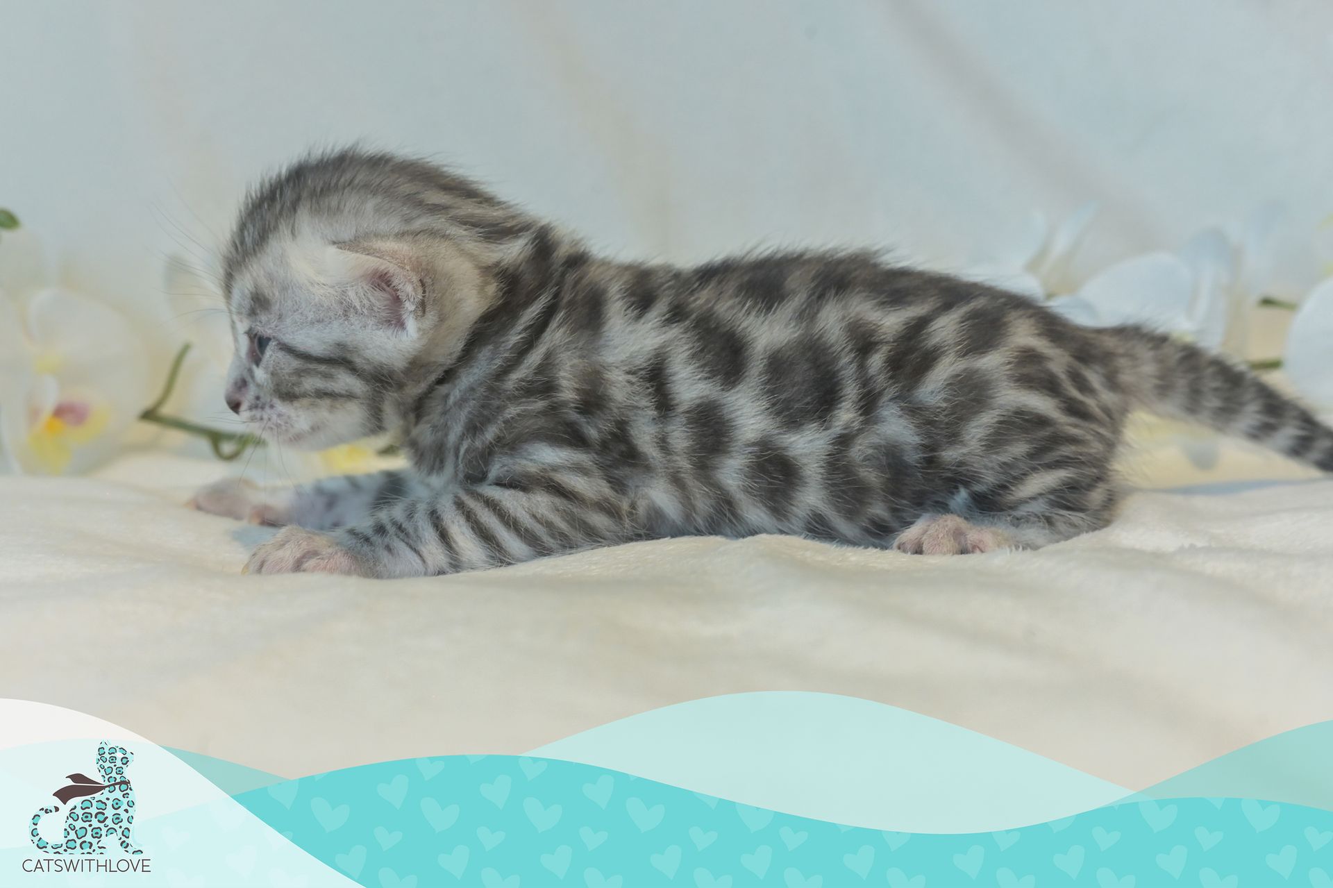 CatsWithLove-Danika_s-Babies-Tinsel