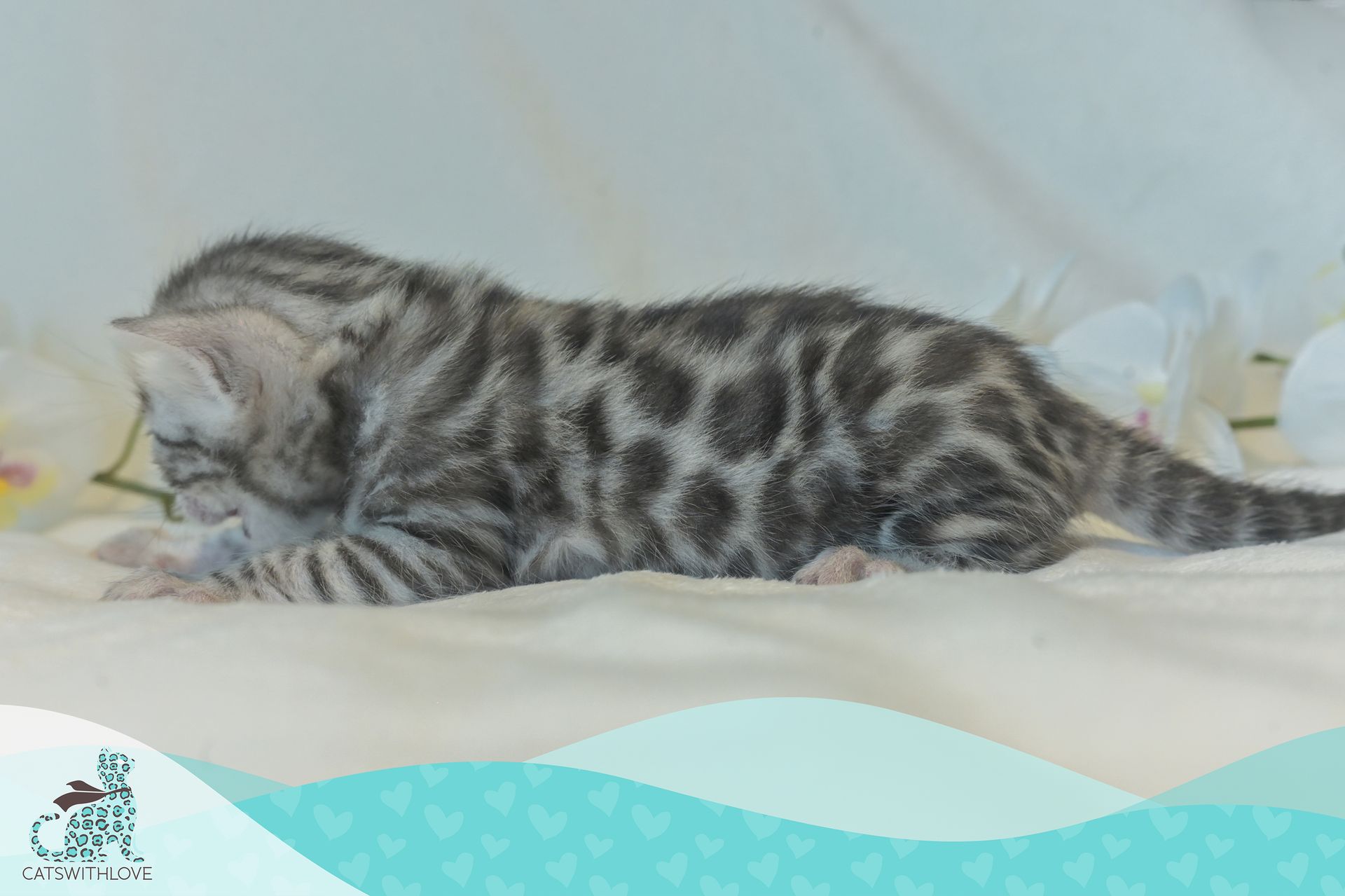 CatsWithLove-Danika_s-Babies-Tinsel