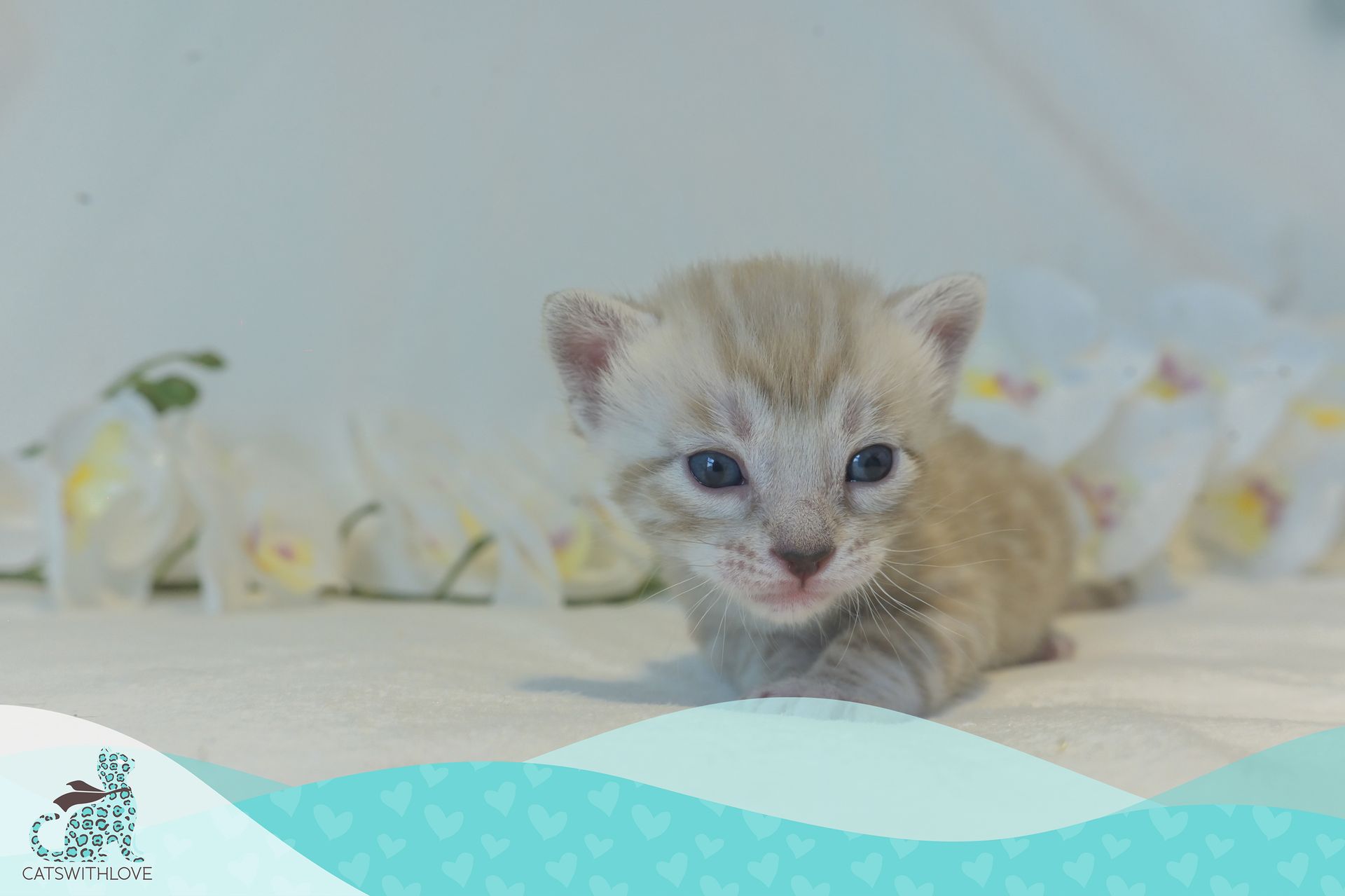 CatsWithLove-Danika_s-Babies-Tundra