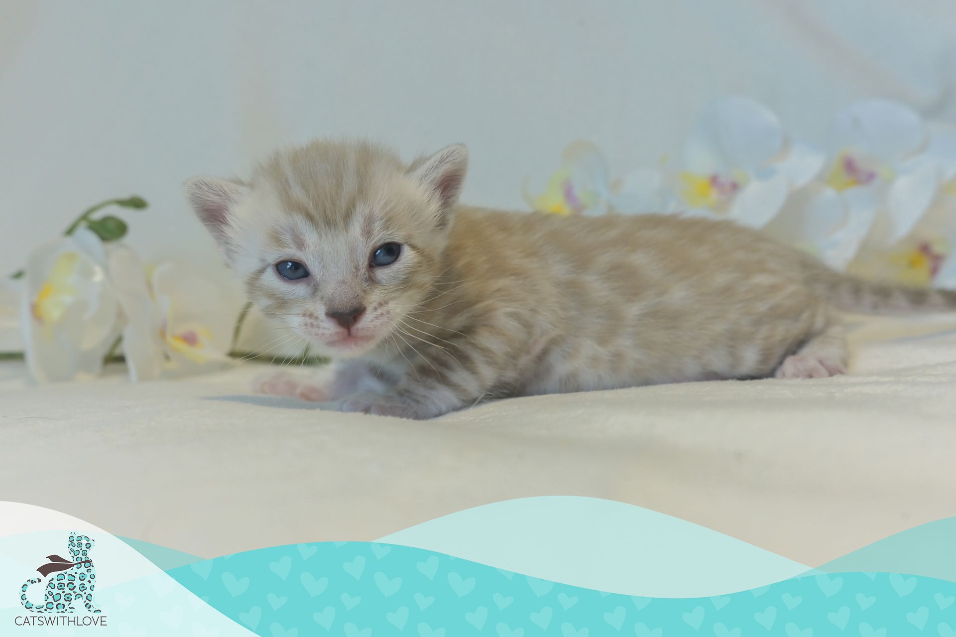 CatsWithLove-Danika_s-Babies-Tundra