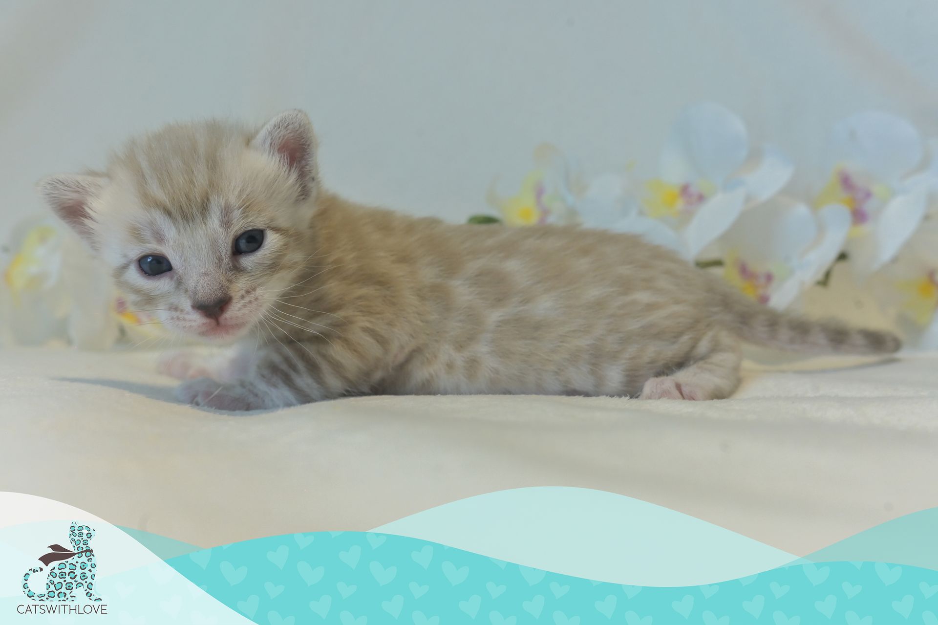 CatsWithLove-Danika_s-Babies-Tundra