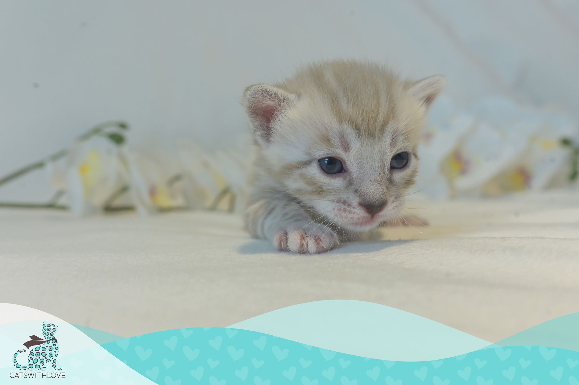 CatsWithLove-Danika_s-Babies-Tundra