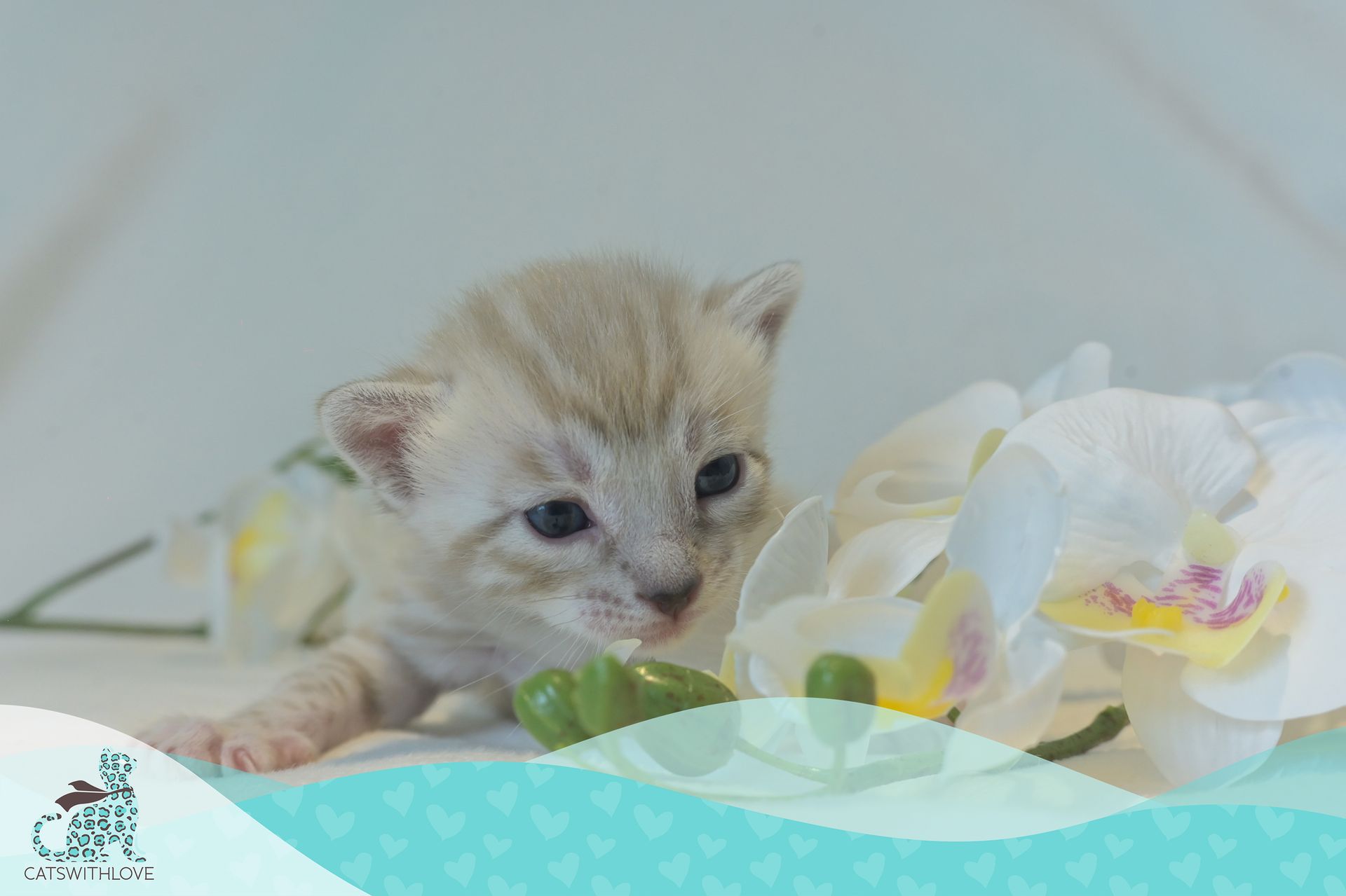 CatsWithLove-Danika_s-Babies-Tundra
