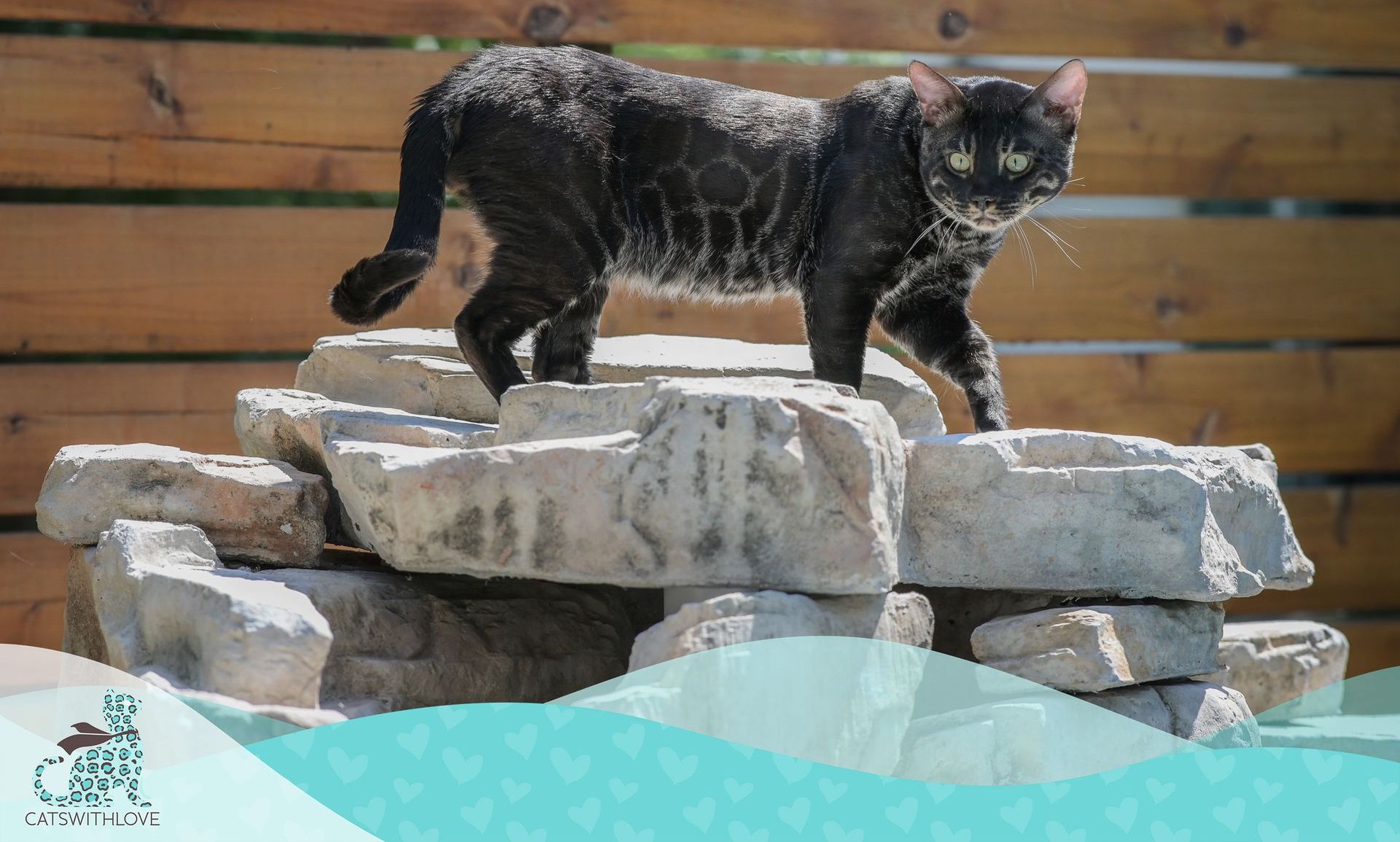 A black cat is standing on top of a pile of rocks.