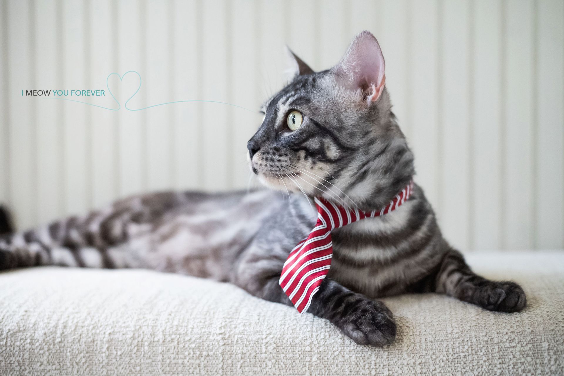A cat wearing a red and white striped tie is laying on a bed.