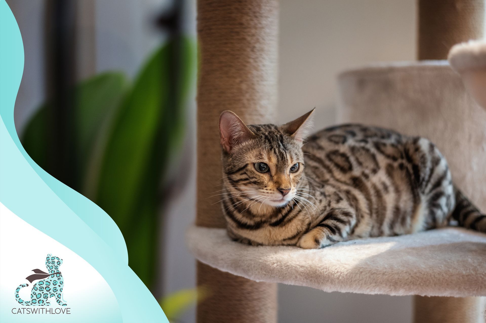 A bengal cat is laying on top of a cat tree.
