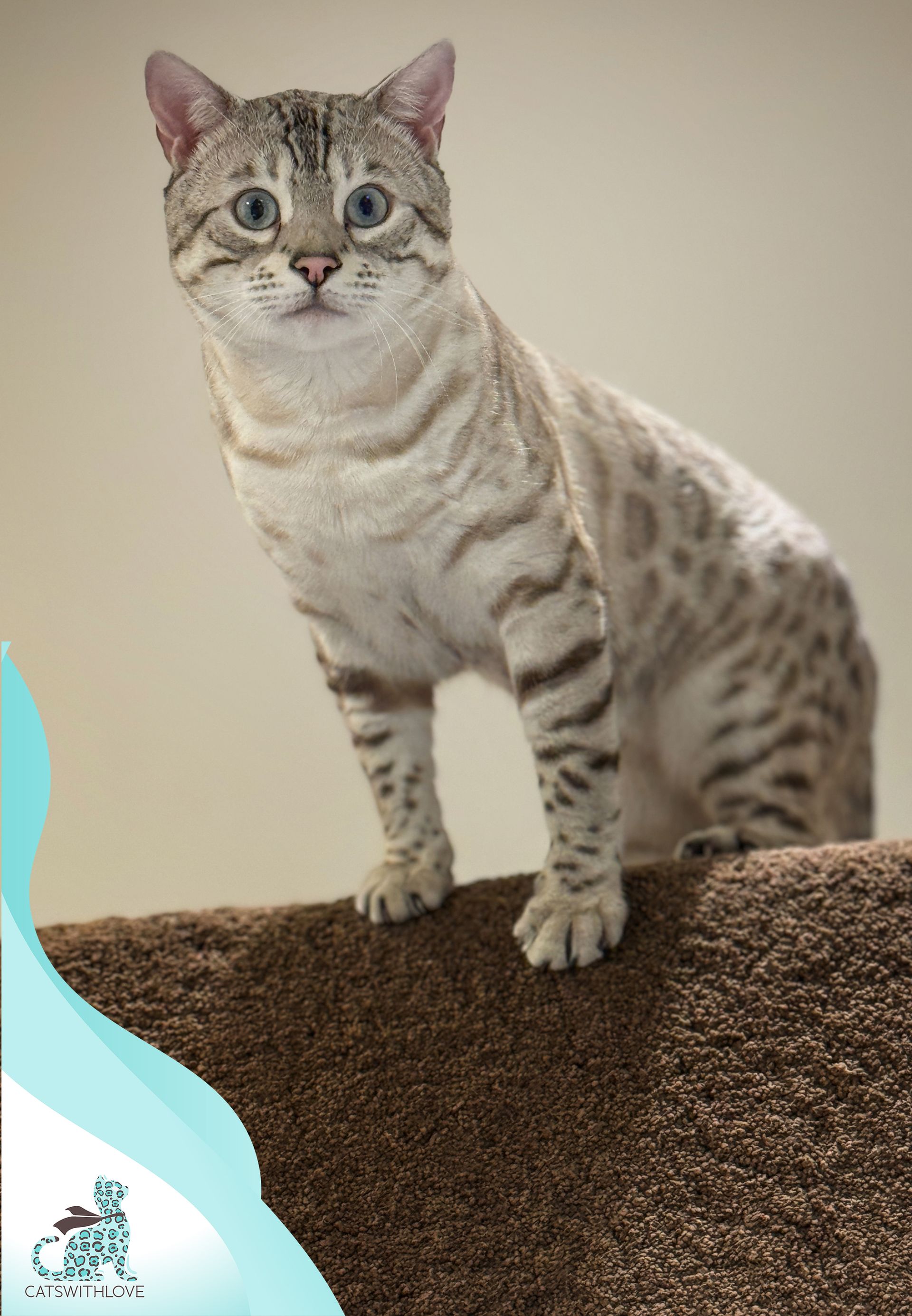 A bengal cat is standing on a table in front of a map