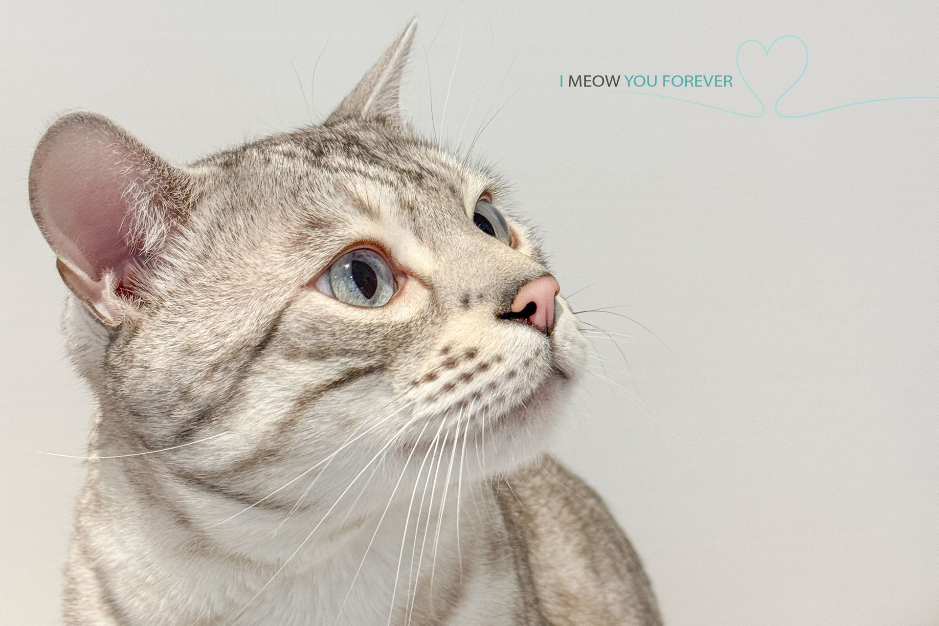 A bengal cat is standing on a table in front of a map