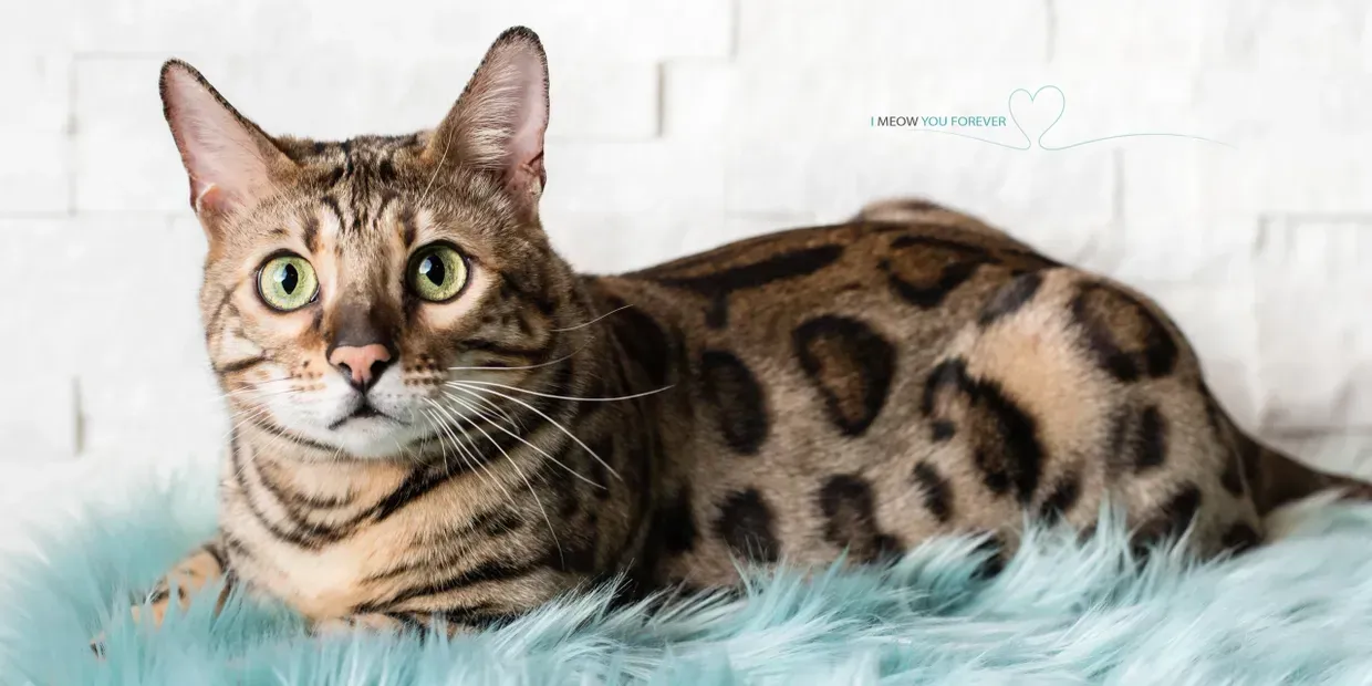 Caligula is laying on a blue blanket and looking at the camera.