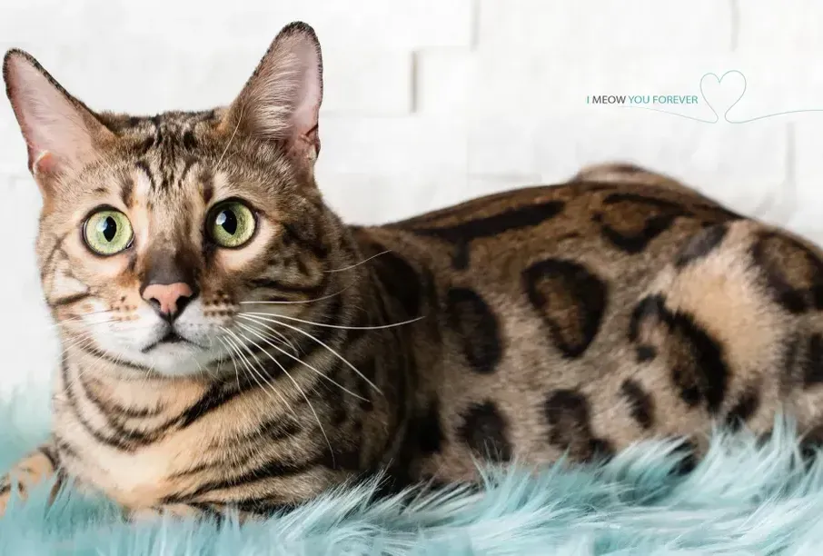A bengal cat is standing on top of a wooden block.