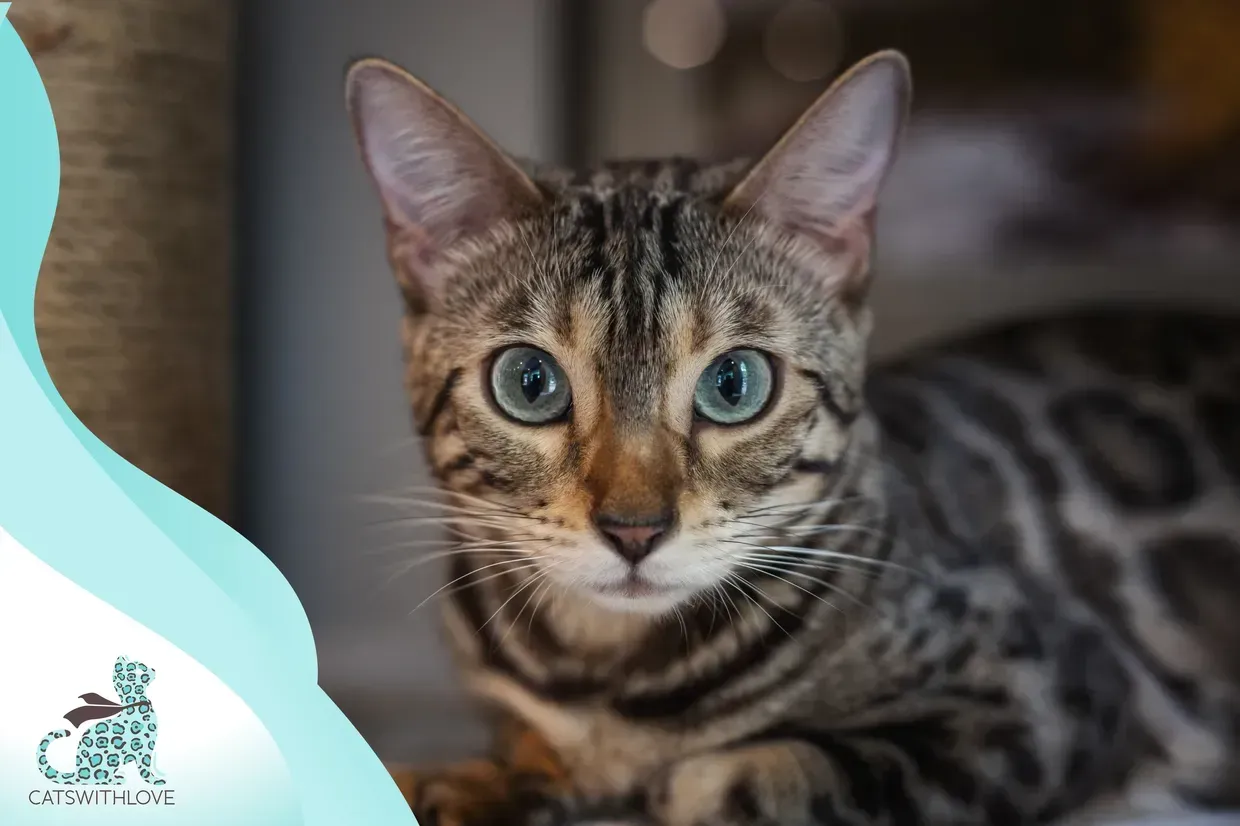 A bengal cat with blue eyes is laying down and looking at the camera.