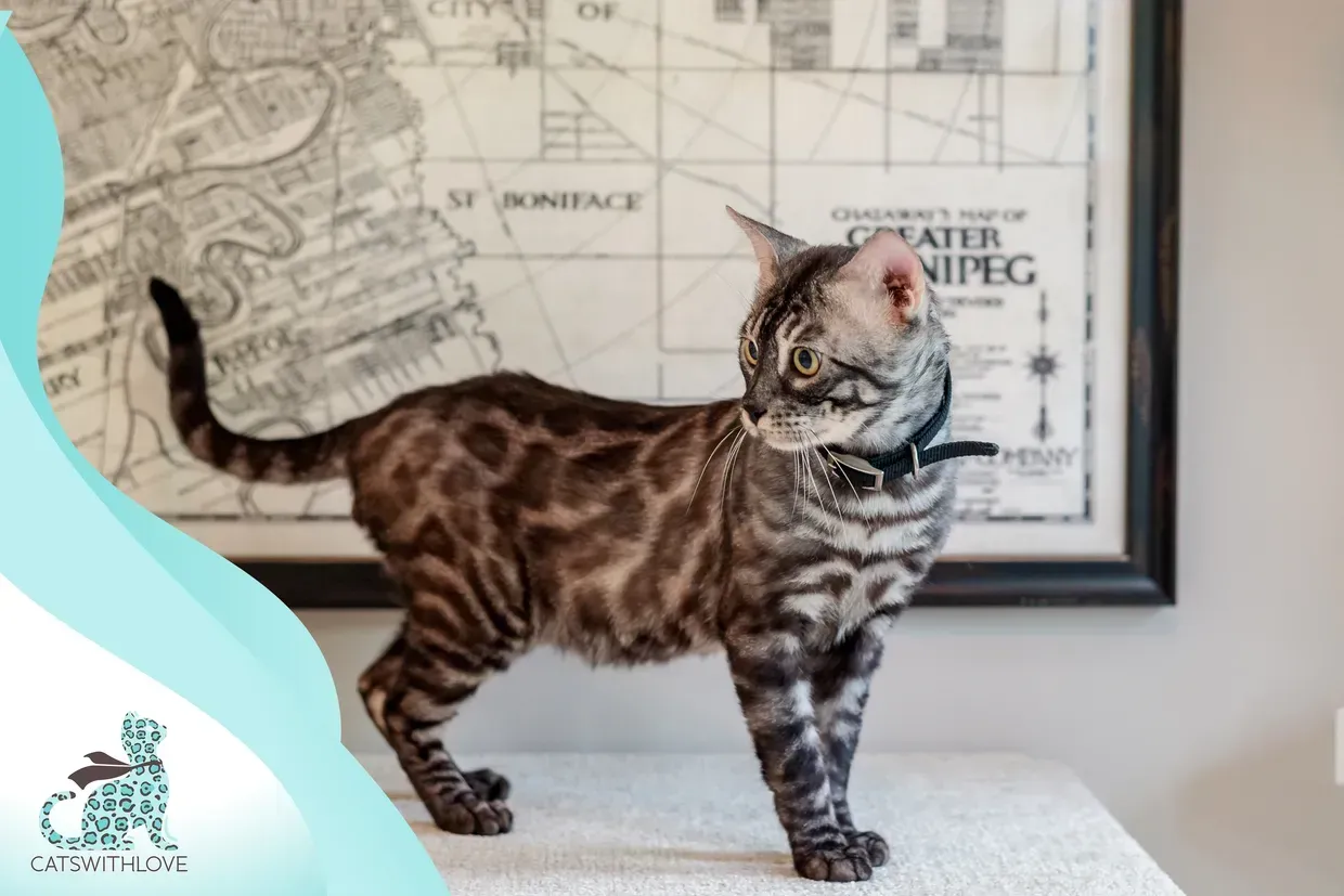 A bengal cat is standing on a table in front of a map