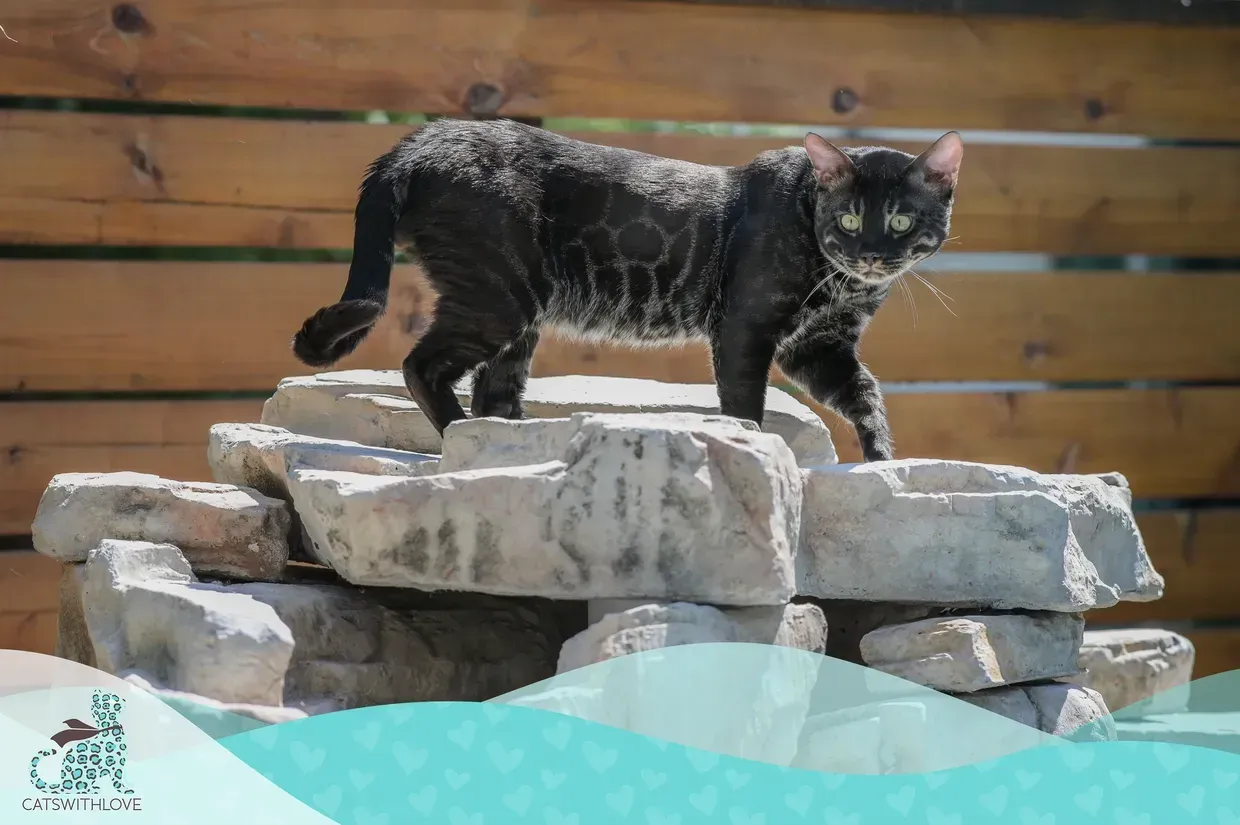 Dusk a black Bengal cat is standing on top of a pile of rocks.