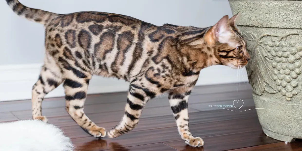 PaintedCats Meadow is standing next to a vase on a wooden floor.