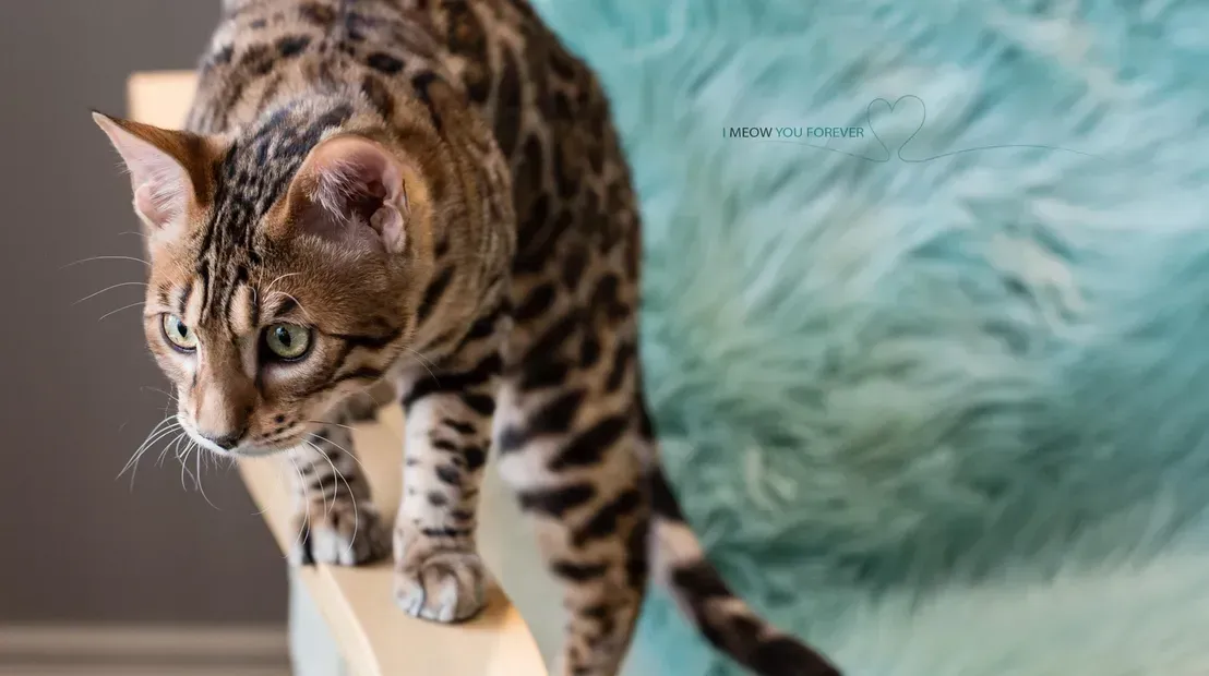 A bengal cat is standing on top of a wooden block.