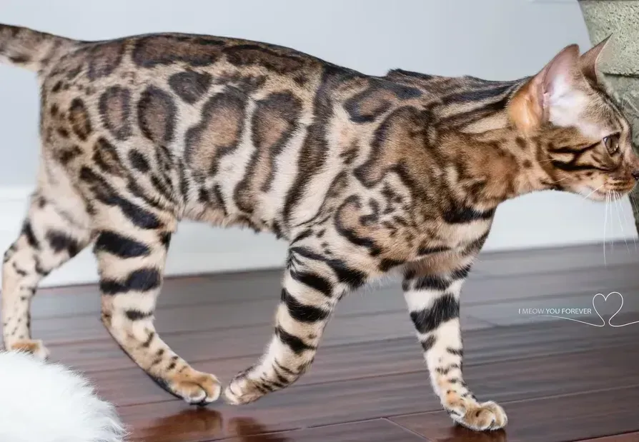 A bengal cat is walking on a wooden floor.