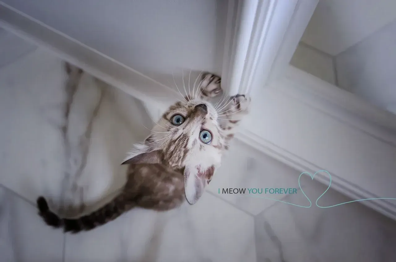 A cat is looking up at the camera while playing with a door.