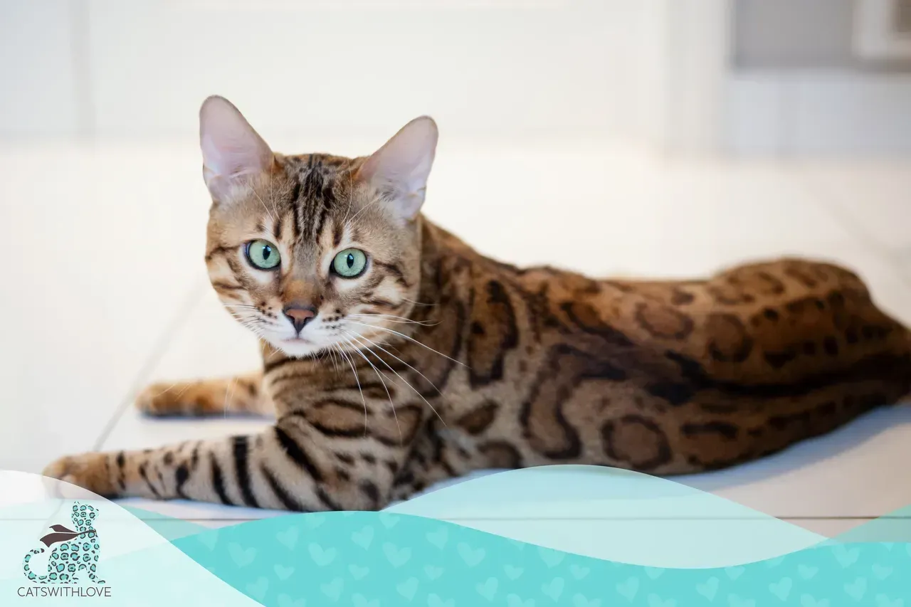 A bengal cat is laying on the floor and looking at the camera.