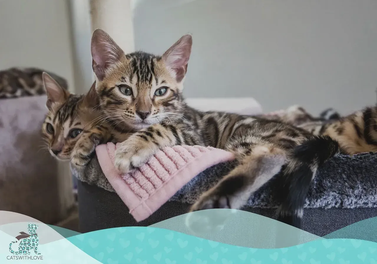 Two bengal kittens are laying next to each other on a bed.