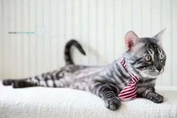 A cat wearing a red and white striped tie is laying on a bed.
