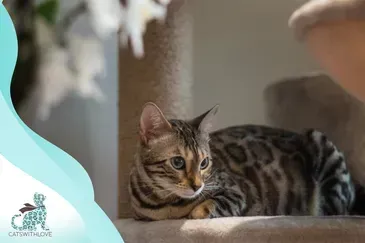 A bengal cat is laying on top of a cat tree.