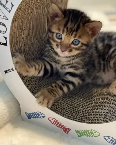 A kitten is laying on a cardboard scratching post that says love