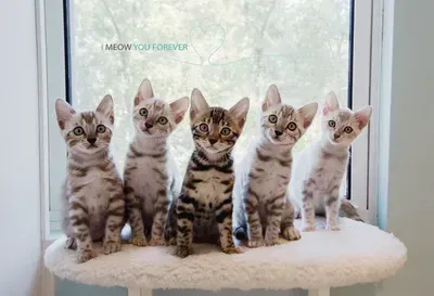 A group of kittens are sitting on a cat tree in front of a window.