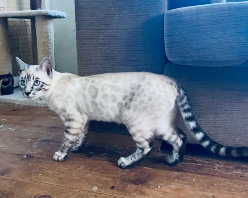A white bengal cat is walking on a wooden floor next to a couch.