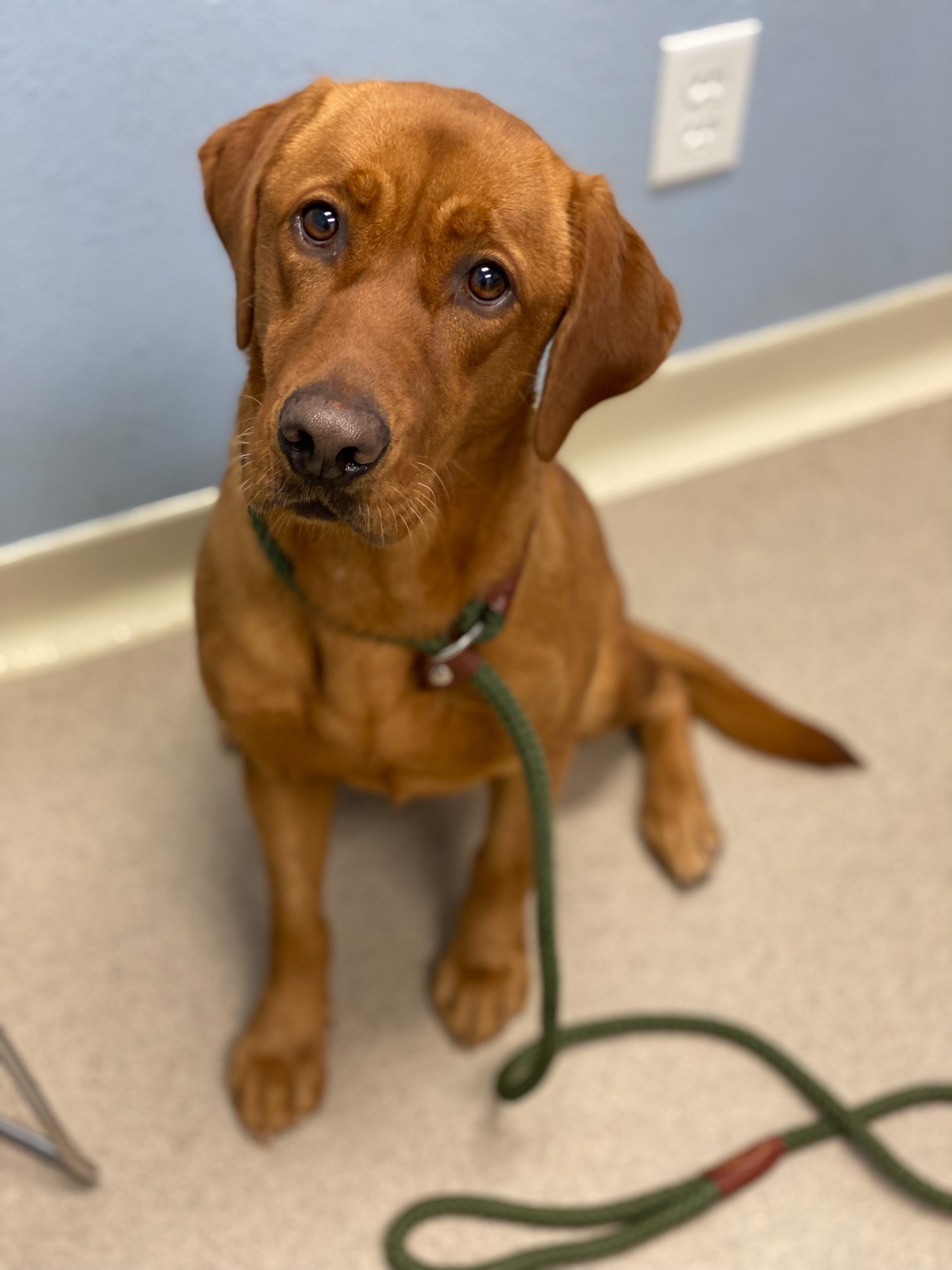 Boarding River Retriever Kennels Paducah, KY