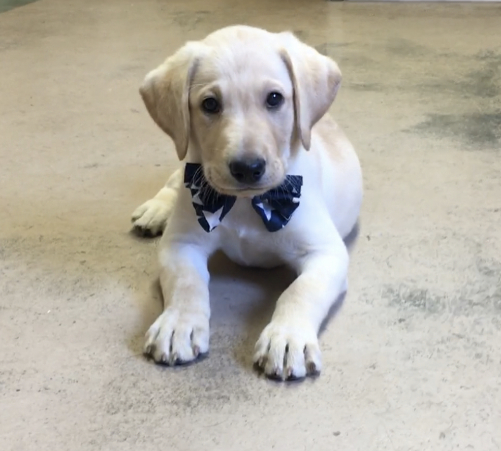 Boarding River Retriever Kennels Paducah, KY